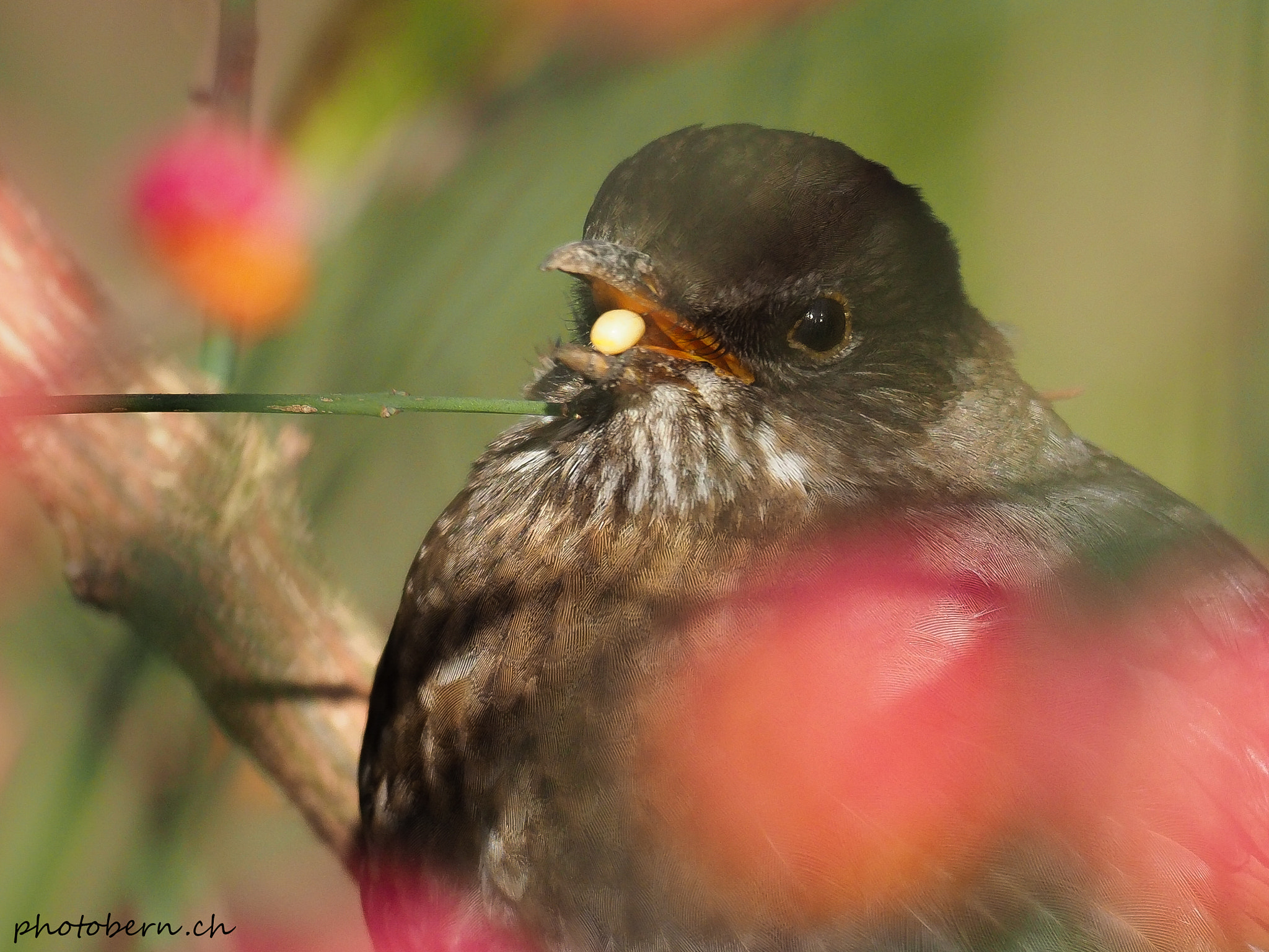 Olympus OM-D E-M1 Mark II + OLYMPUS M.300mm F4.0 sample photo. Mahlzeit photography