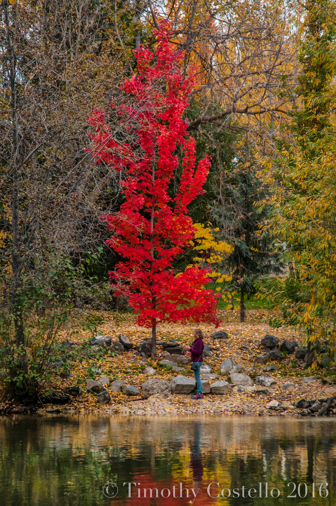 Nikon D300 sample photo. Under the red photography