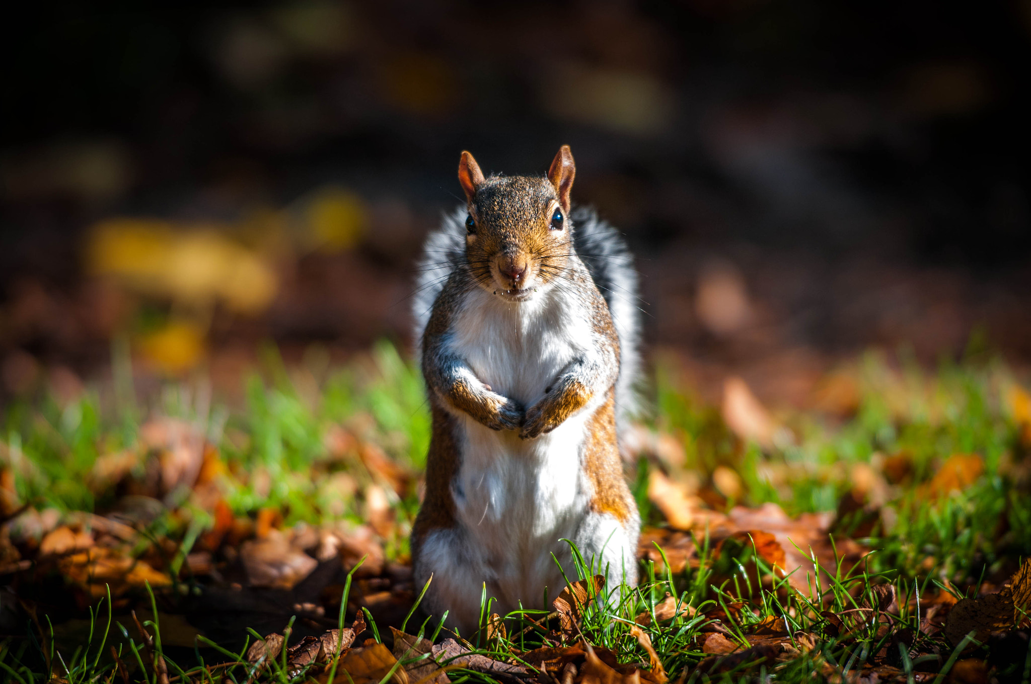 Nikon D300S sample photo. Grey squirrel - hyde park, london england. photography