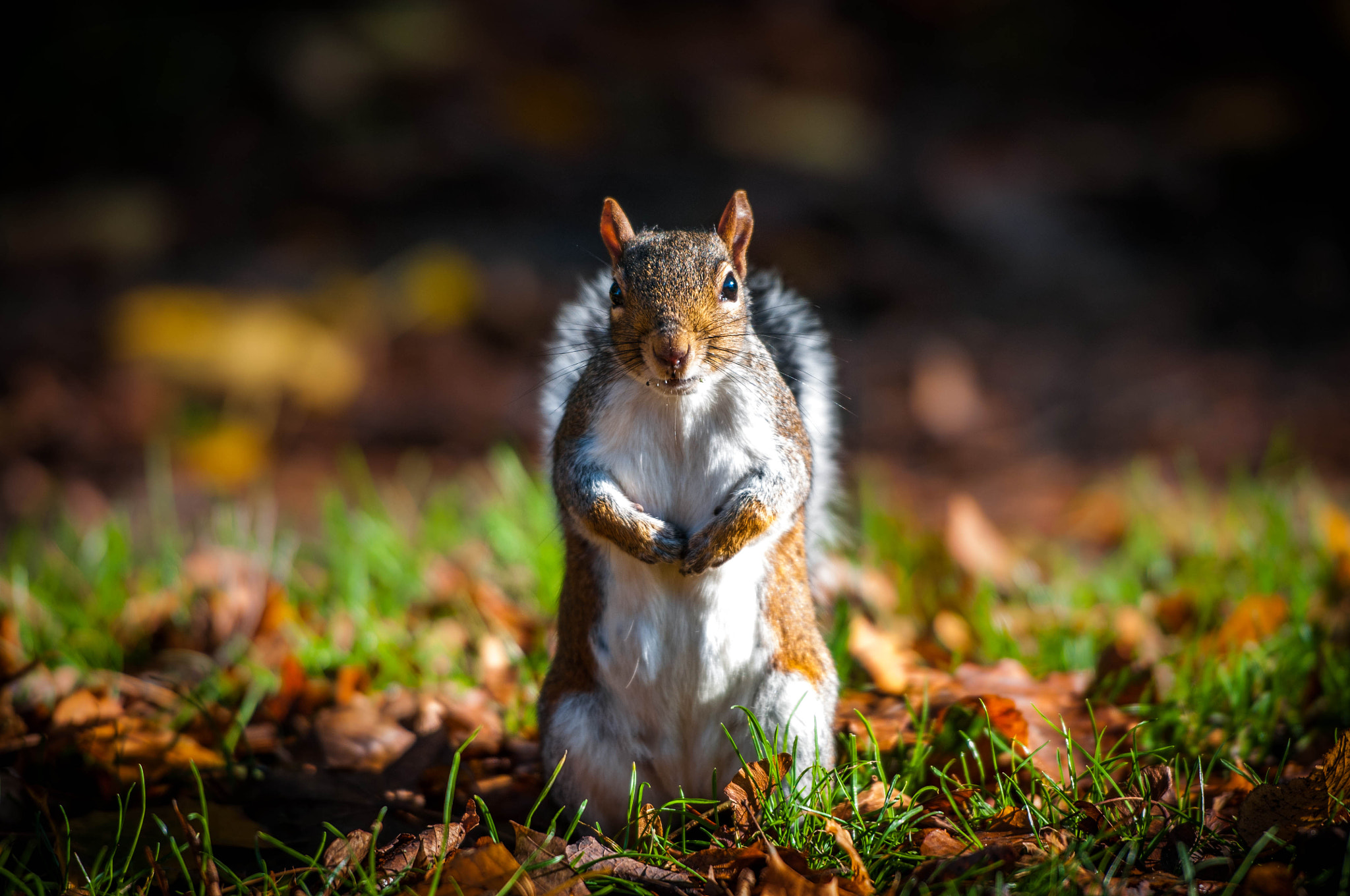 Nikon AF-S Nikkor 70-200mm F2.8G ED VR II sample photo. Grey squirrel - hyde park, london england. photography
