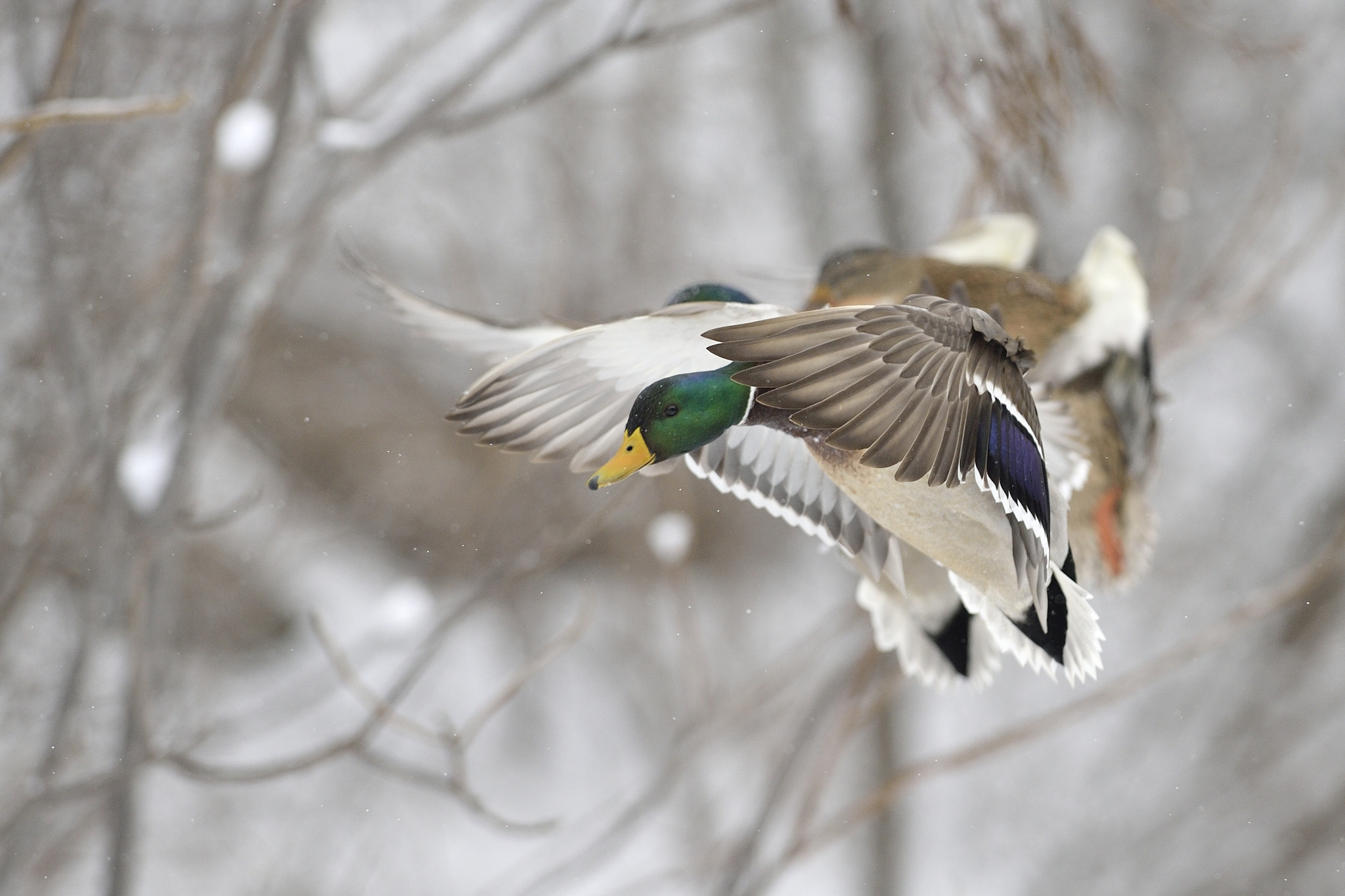 Nikon D3 + Nikon AF-S Nikkor 300mm F2.8G ED-IF VR sample photo. Some snowflakes photography