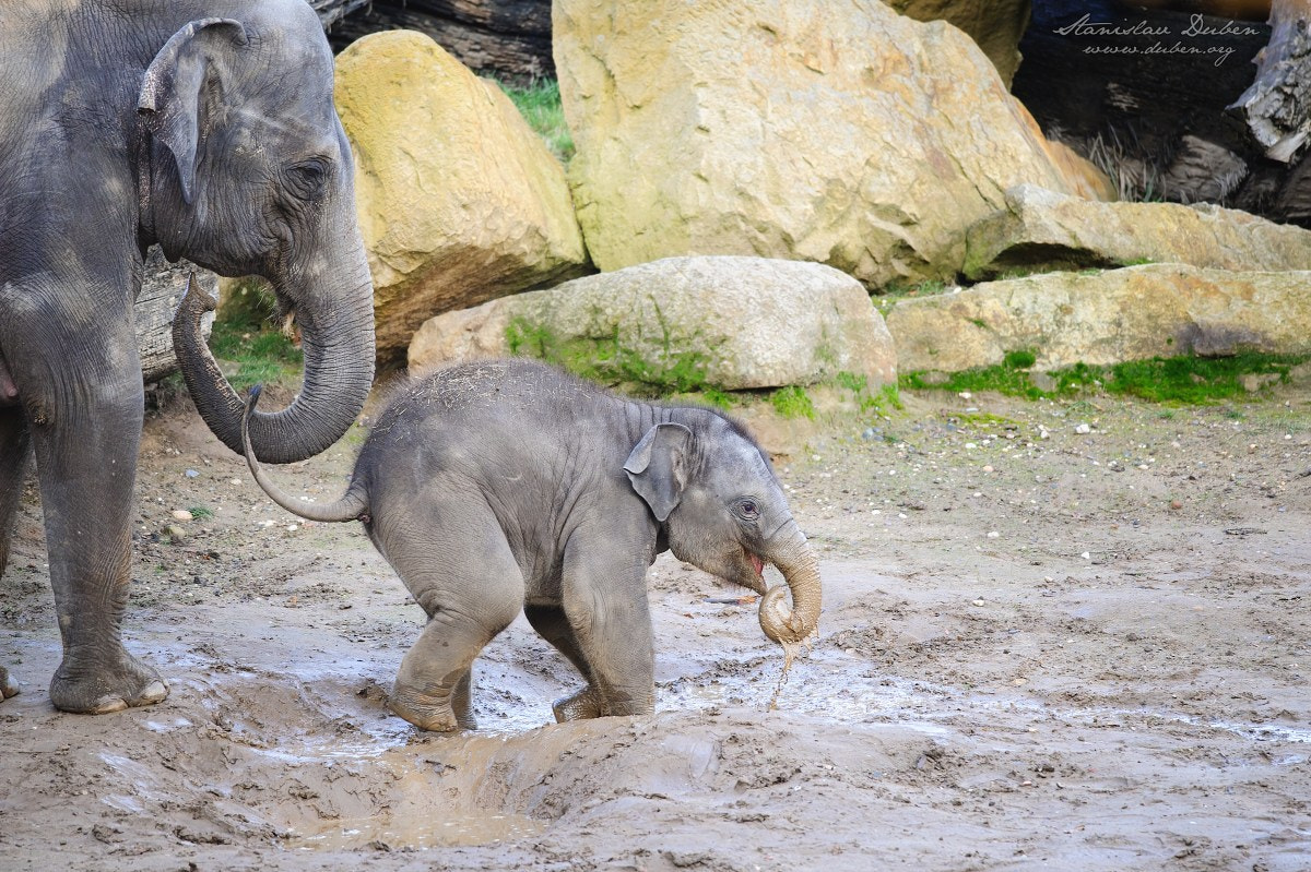 Nikon D3S + Nikon AF-S Nikkor 300mm F4D ED-IF sample photo. Elephant games in mud photography