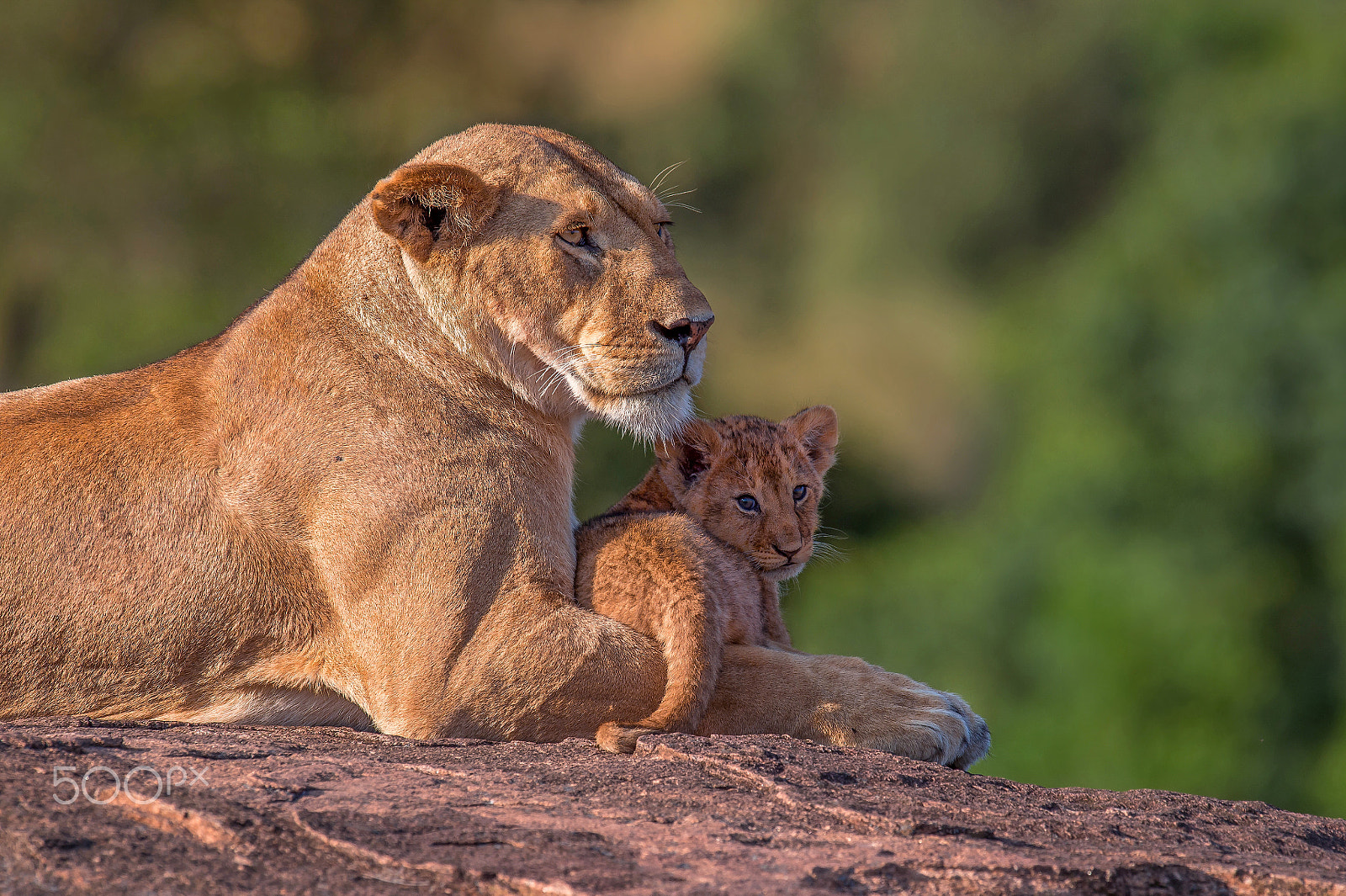 Nikon D4S + Nikon AF-S Nikkor 600mm F4G ED VR sample photo. Mom and me ! photography