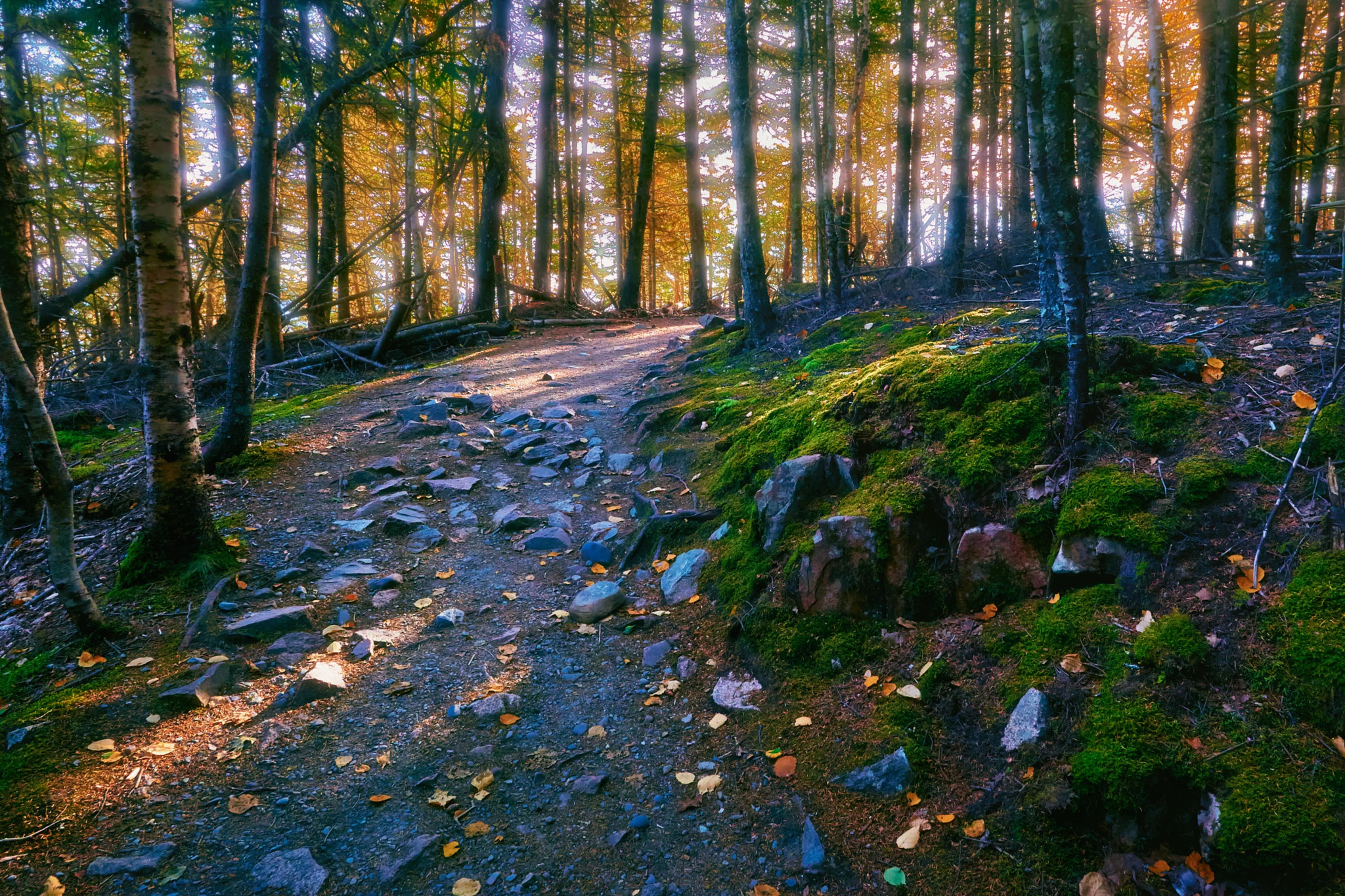 Nikon AF-S Nikkor 20mm F1.8G ED sample photo. Ocean path to otter cliff, acadia national park. i ... photography