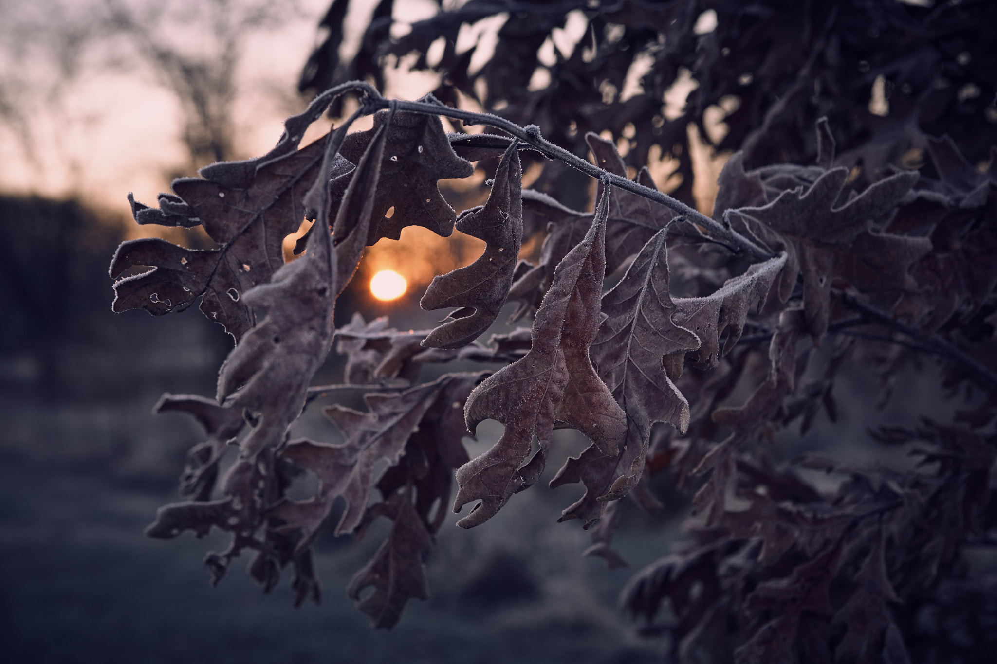 Canon EF 24-70mm F2.8L USM sample photo. Fall sunrise through oak leaves photography