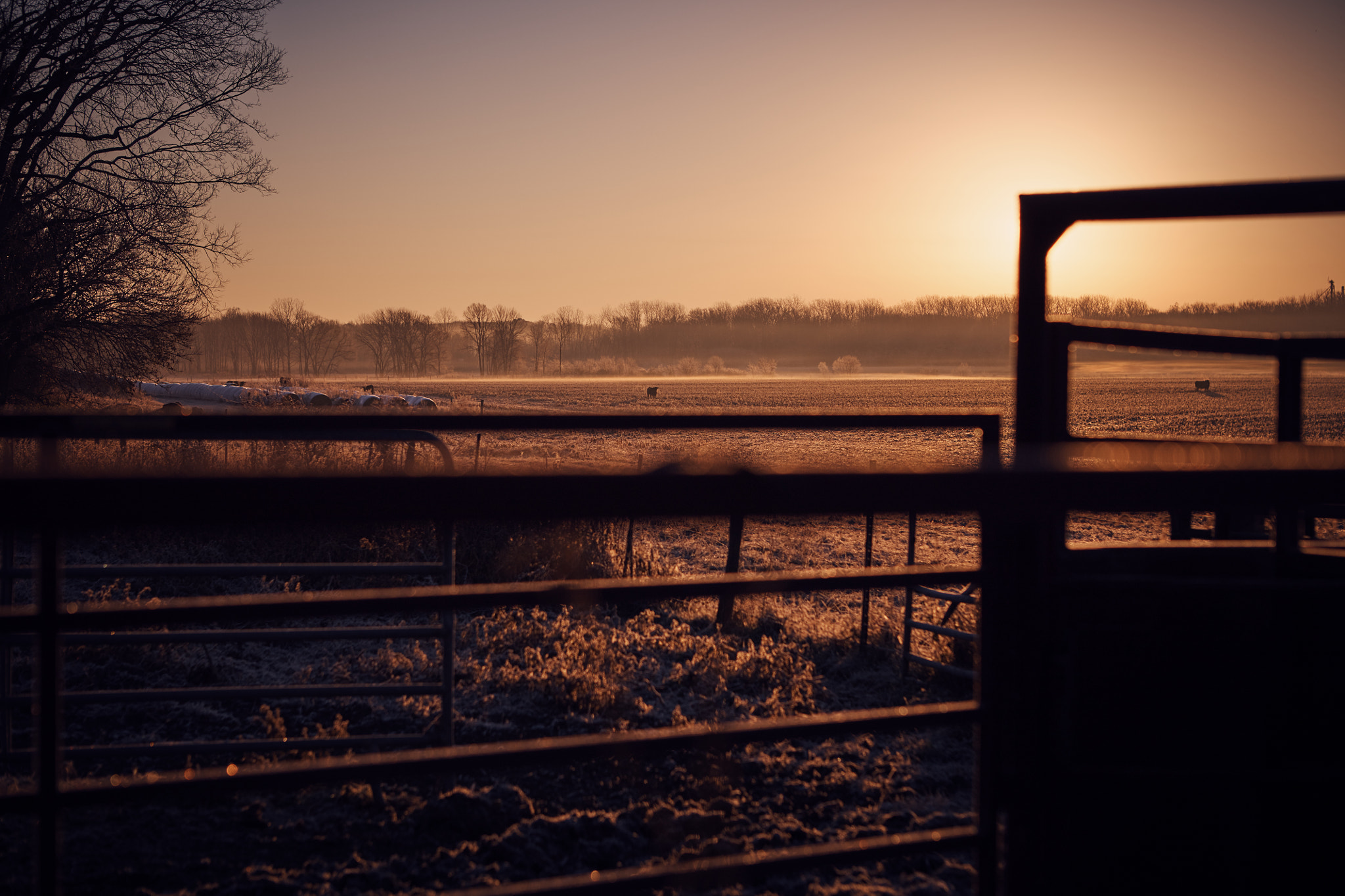 Canon EOS 5DS sample photo. Farm sunrise frost photography