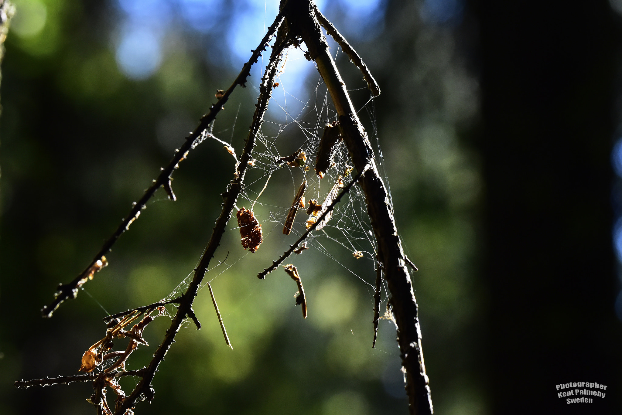 Nikon D810 + Tamron SP 90mm F2.8 Di VC USD 1:1 Macro (F004) sample photo. Web b photography