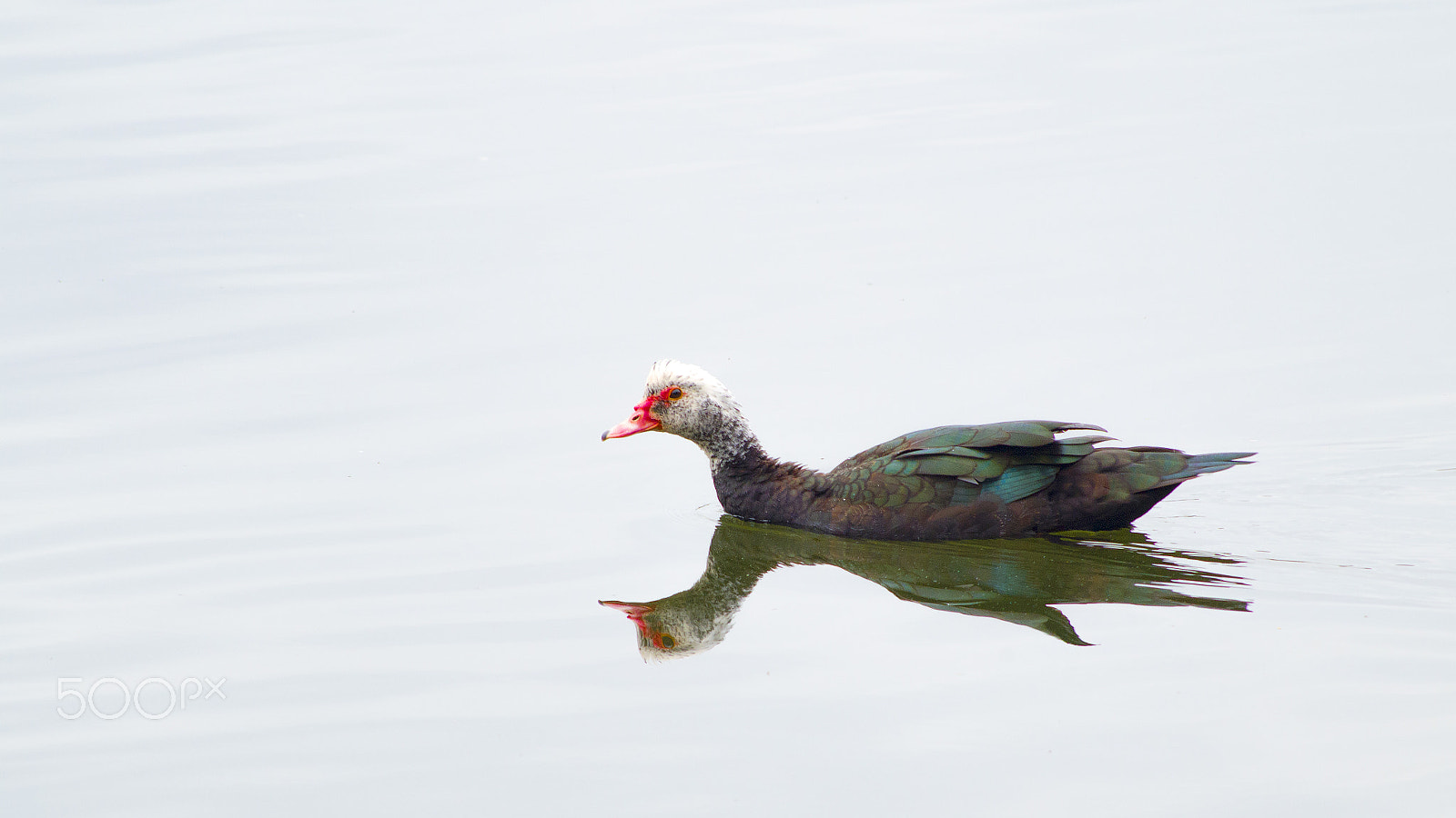 HD Pentax DA 55-300mm F4.0-5.8 ED WR sample photo. The ugly duck photography