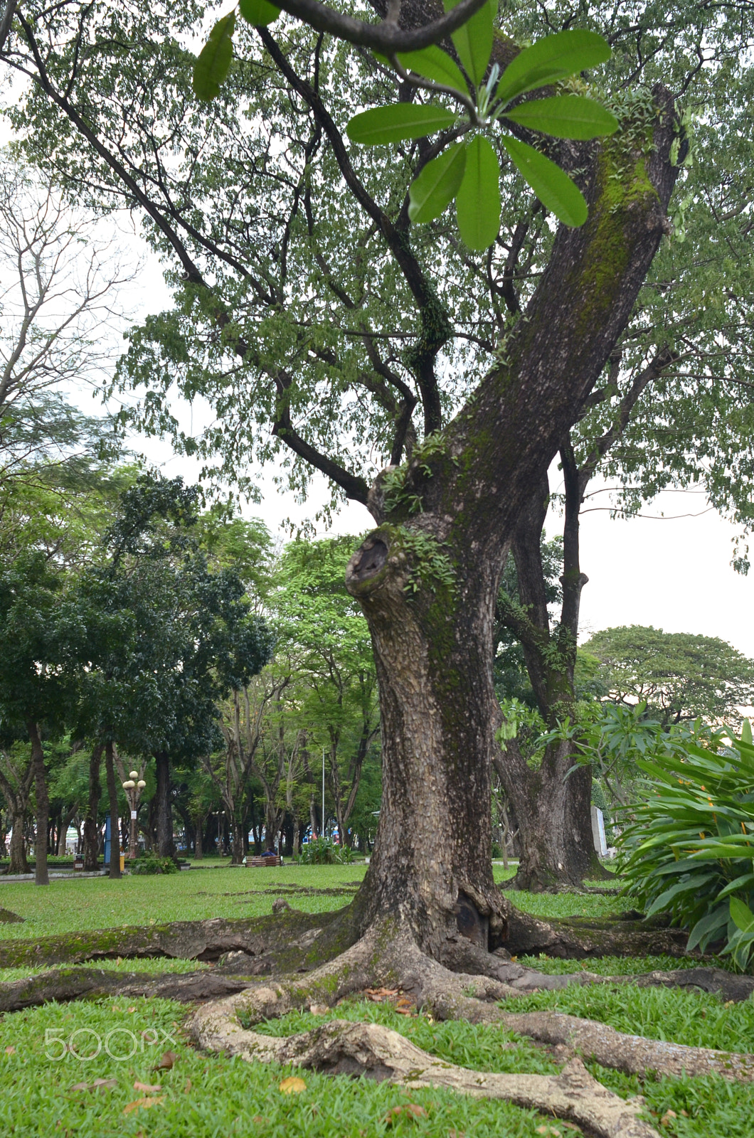 Nikon D7000 sample photo. Tree photography