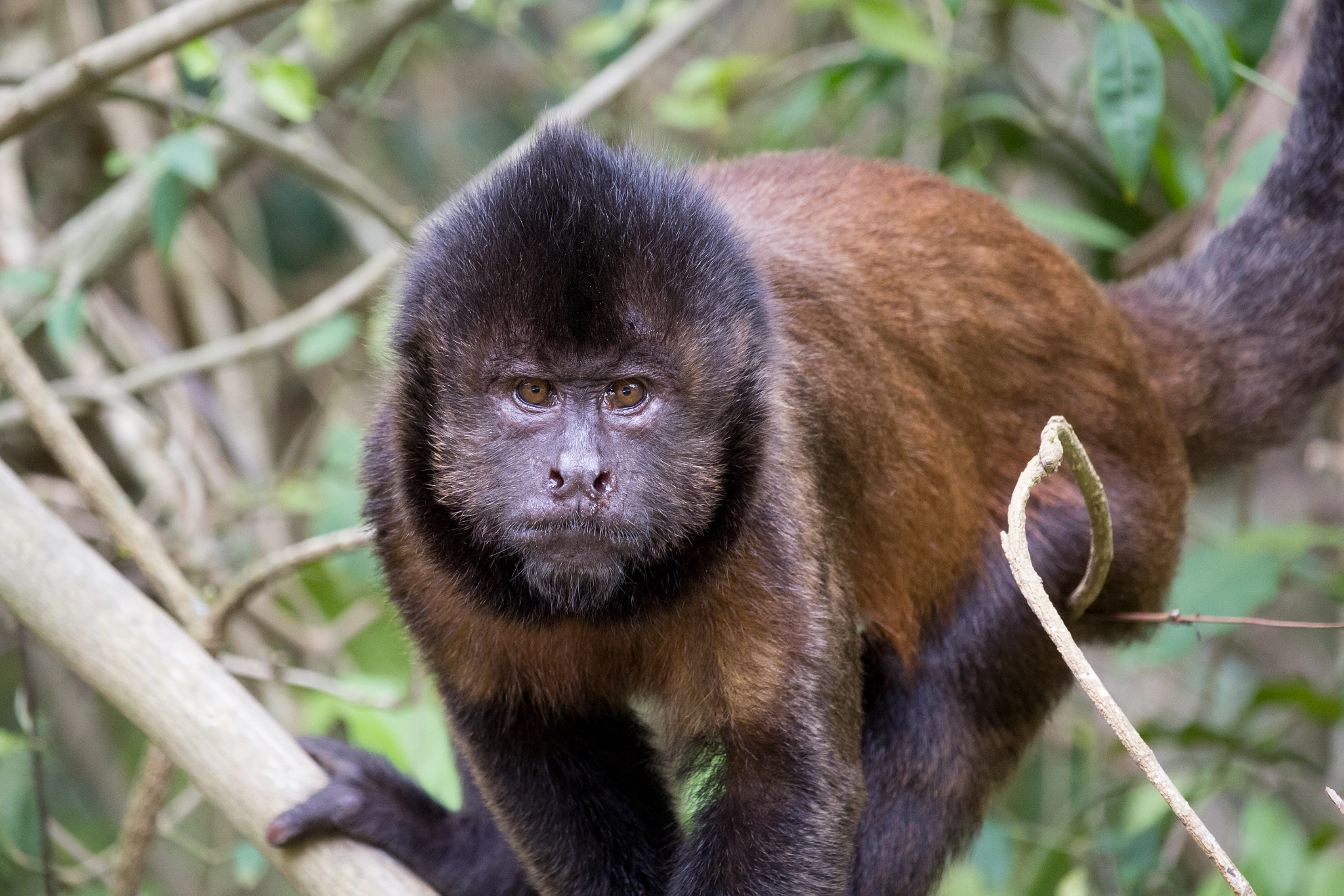 Canon EF-S 55-250mm F4-5.6 IS STM sample photo. Macaco prego de crista photography