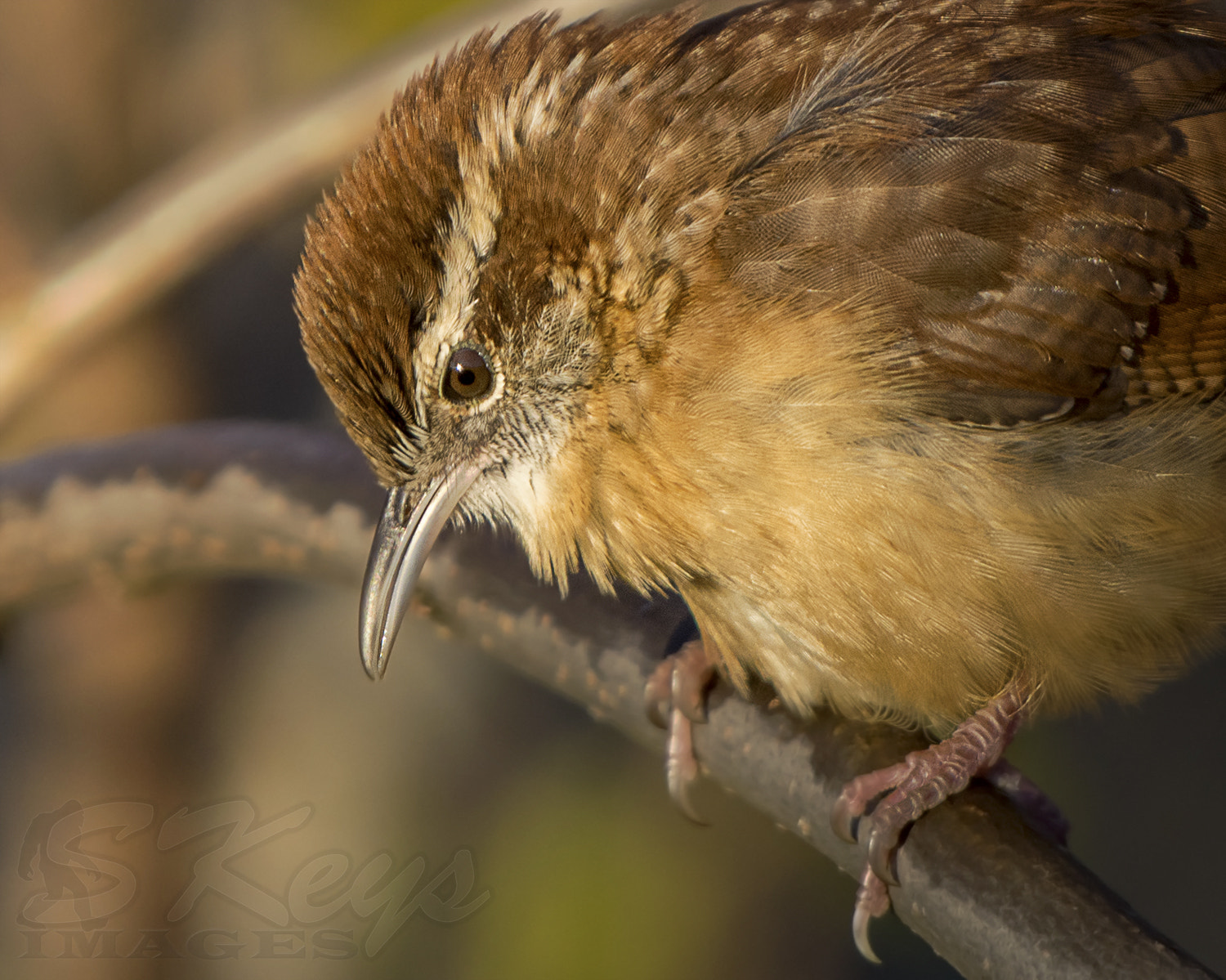 Nikon D7200 + Sigma 500mm F4.5 EX DG HSM sample photo. Carolina eyes (carolina wren) photography