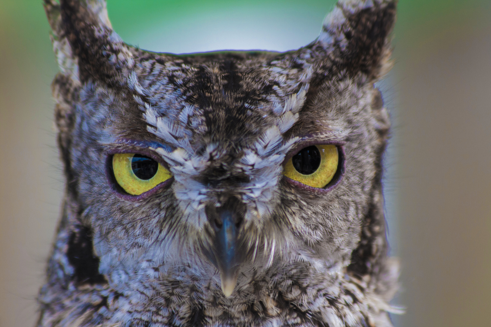 Canon EF 70-300mm F4-5.6 IS USM sample photo. Owl photography