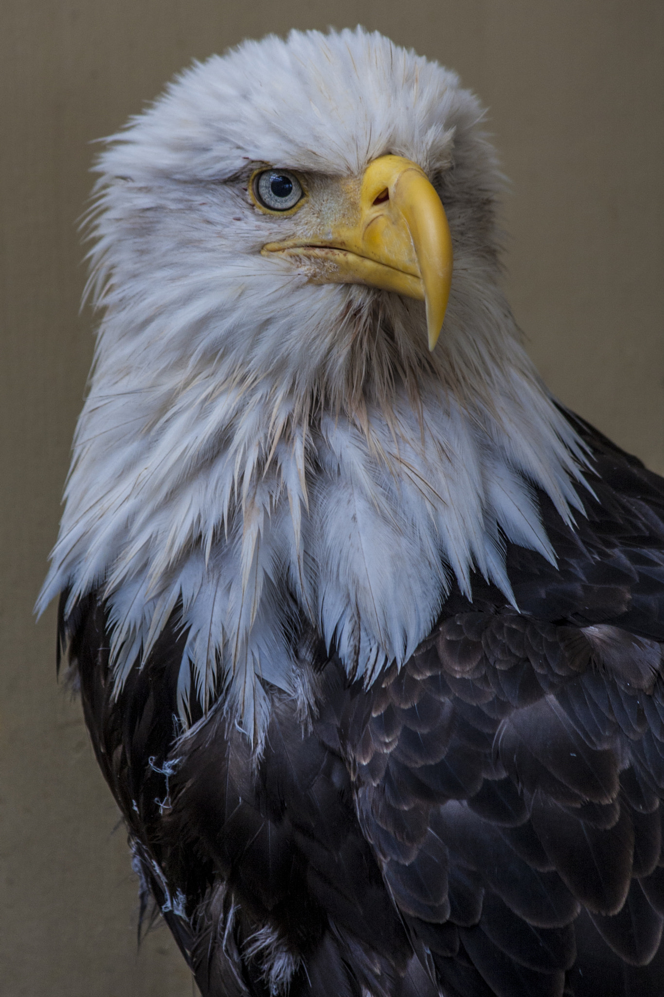 Canon EF 70-300mm F4-5.6 IS USM sample photo. Baldy photography
