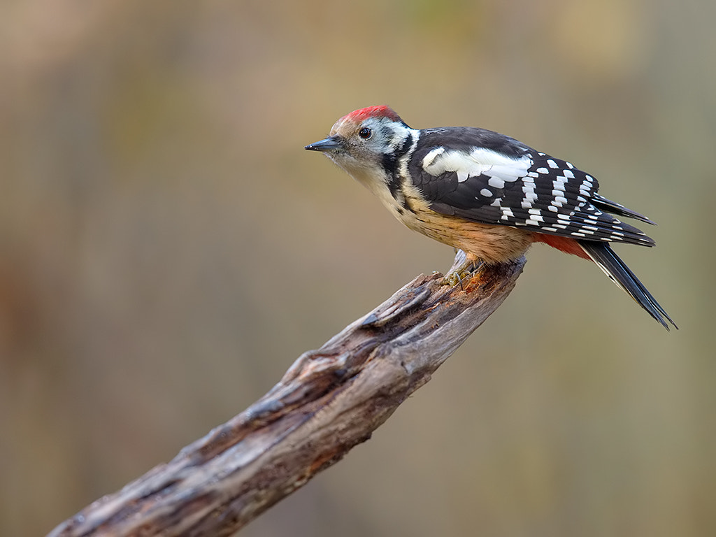 Canon EOS-1D X + Canon EF 600mm F4L IS II USM sample photo. Middle spotted woodpecker  photography