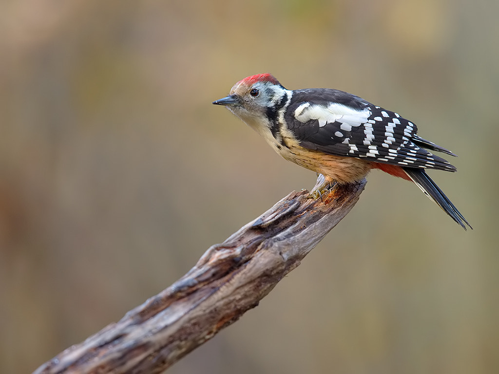 Canon EF 600mm F4L IS II USM sample photo. Middle spotted woodpecker  photography