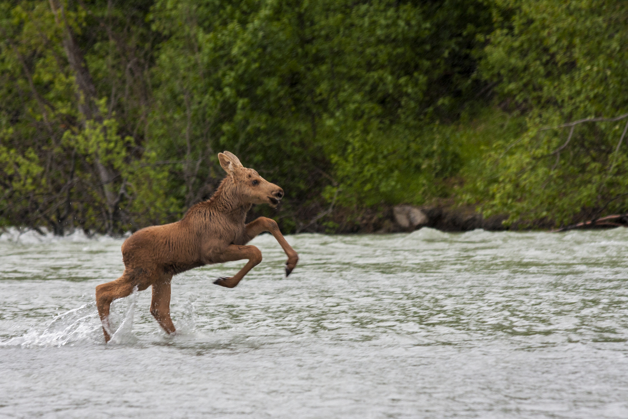 Canon EF 70-300mm F4-5.6 IS USM sample photo. Baby moose photography
