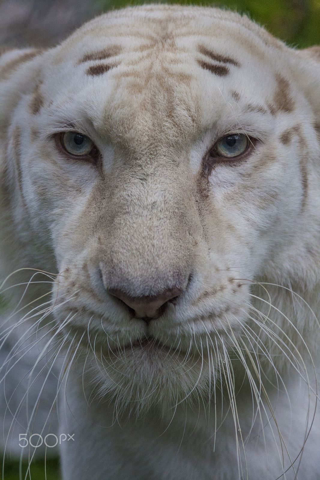 Canon EOS 40D sample photo. Cat photography