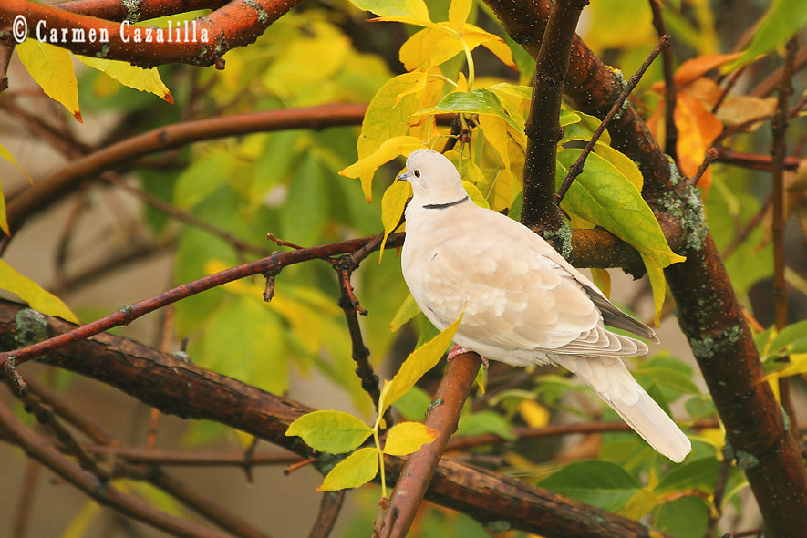 Canon EF 100-400mm F4.5-5.6L IS USM sample photo. Palom@ photography