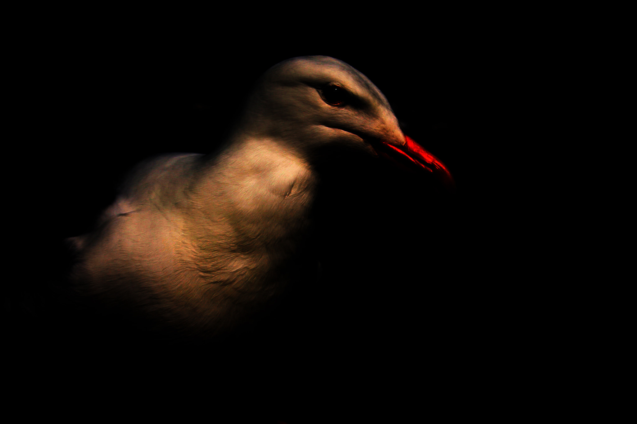 Canon EOS 40D sample photo. Poser photography