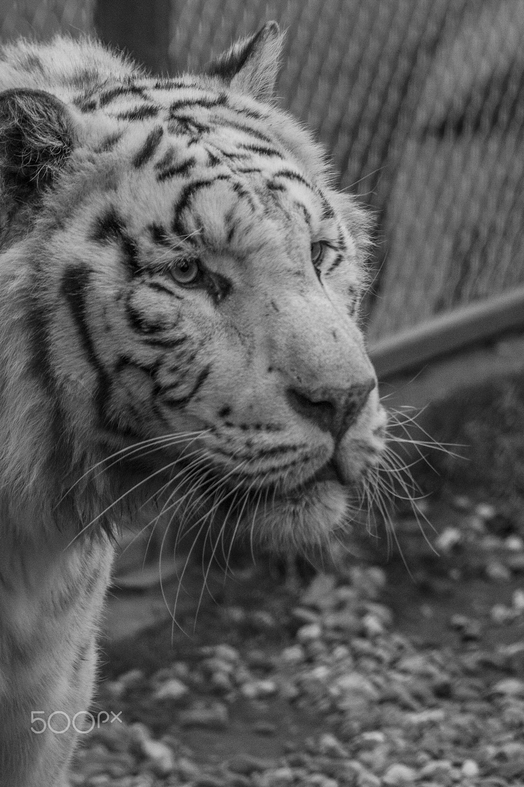 Canon EF 70-300mm F4-5.6 IS USM sample photo. Cat photography