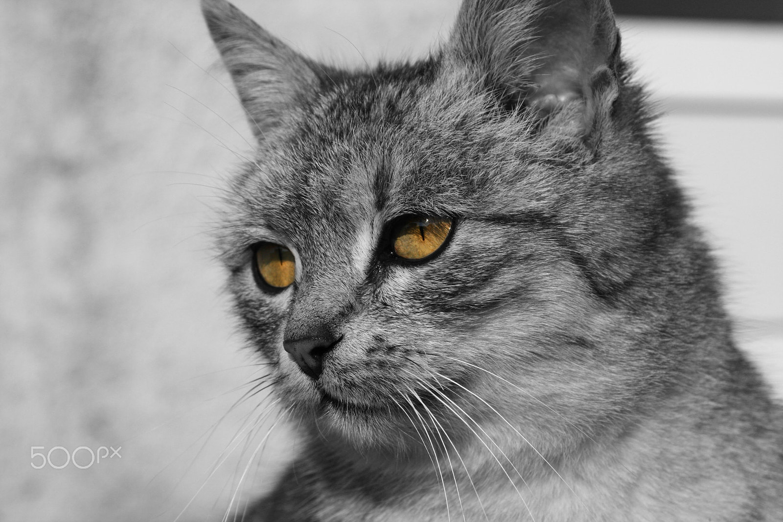 Canon EOS 40D sample photo. Cat photography