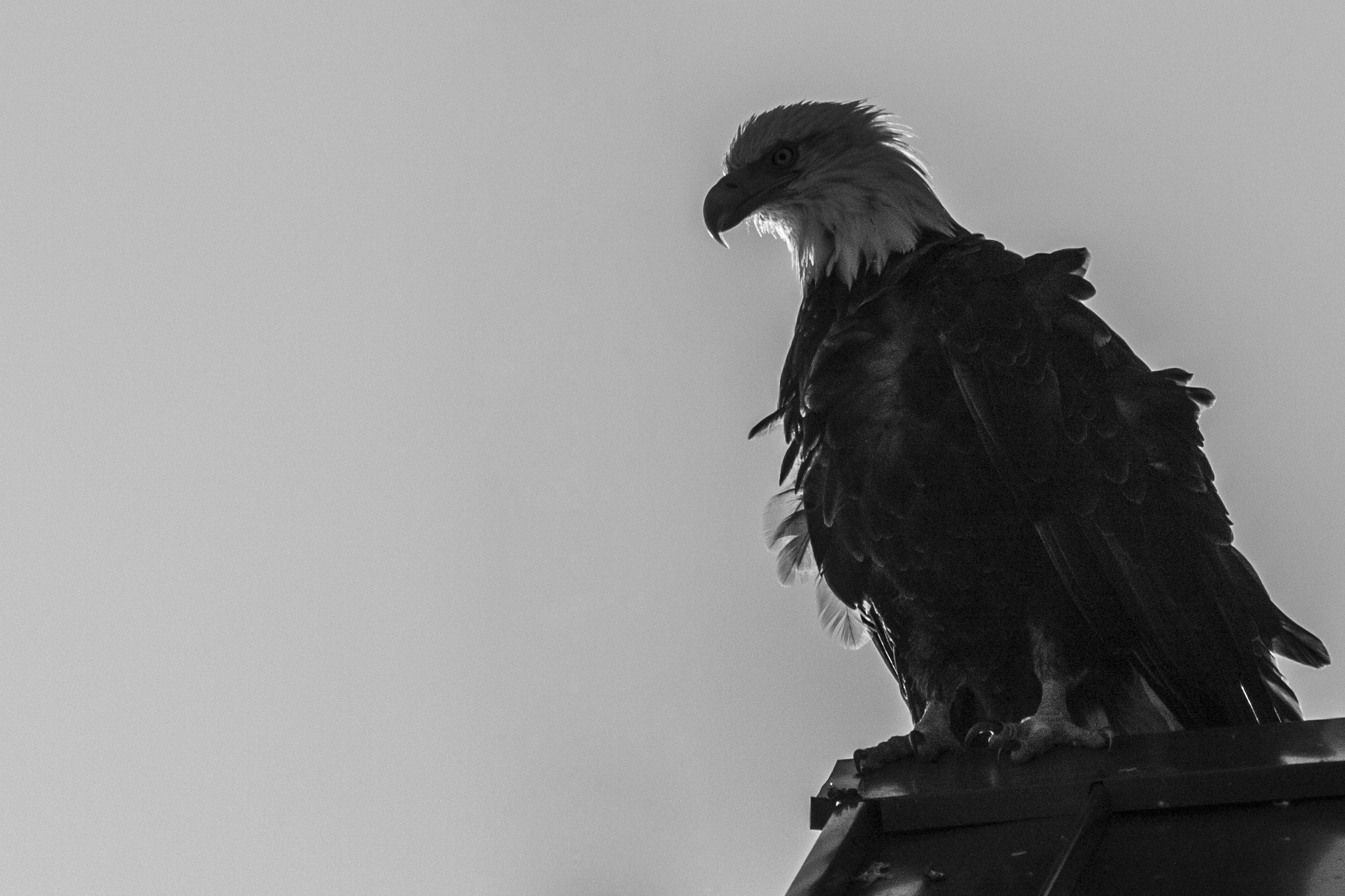 Canon EF 70-300mm F4-5.6 IS USM sample photo. Baldy photography