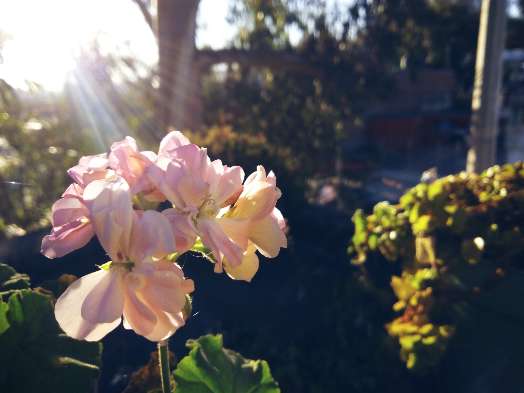ZTE BLADE V6 sample photo