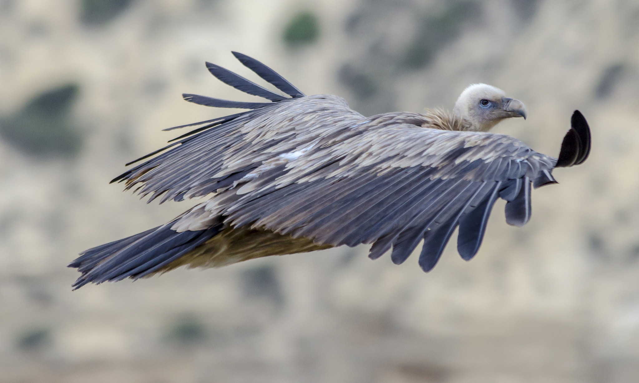 Nikon D7000 sample photo. Himalayan griffon vulture photography