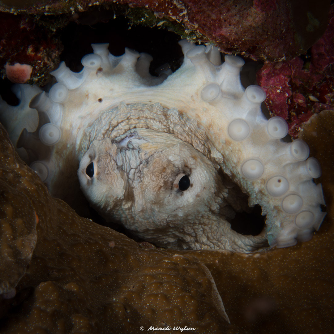 Nikon AF-S Micro-Nikkor 60mm F2.8G ED sample photo. Coconut octopus | maldives | 2014.04.08 photography