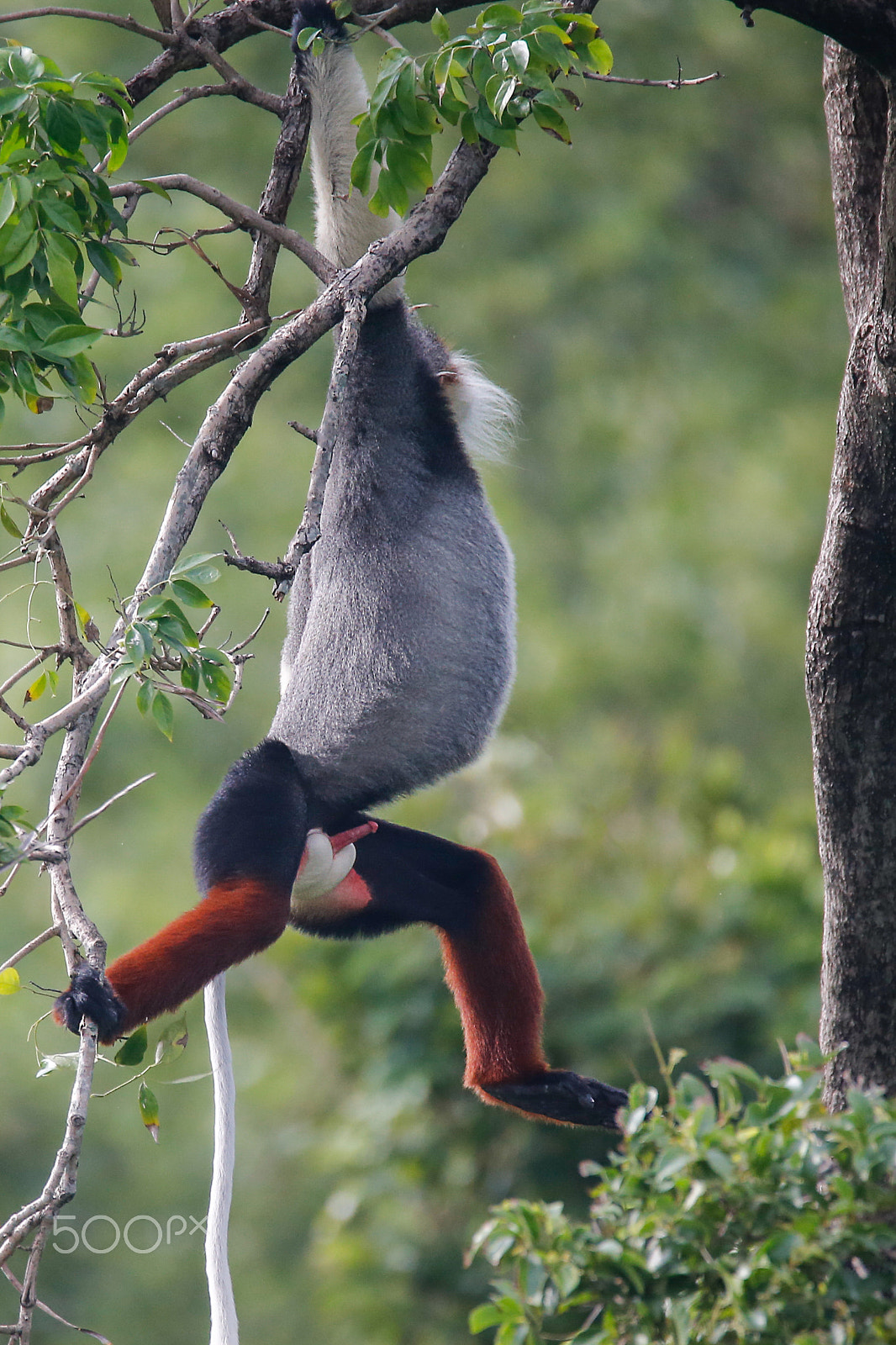 Canon EOS-1D X + Tamron SP 150-600mm F5-6.3 Di VC USD sample photo. Red-shanked douc langur.jpg photography