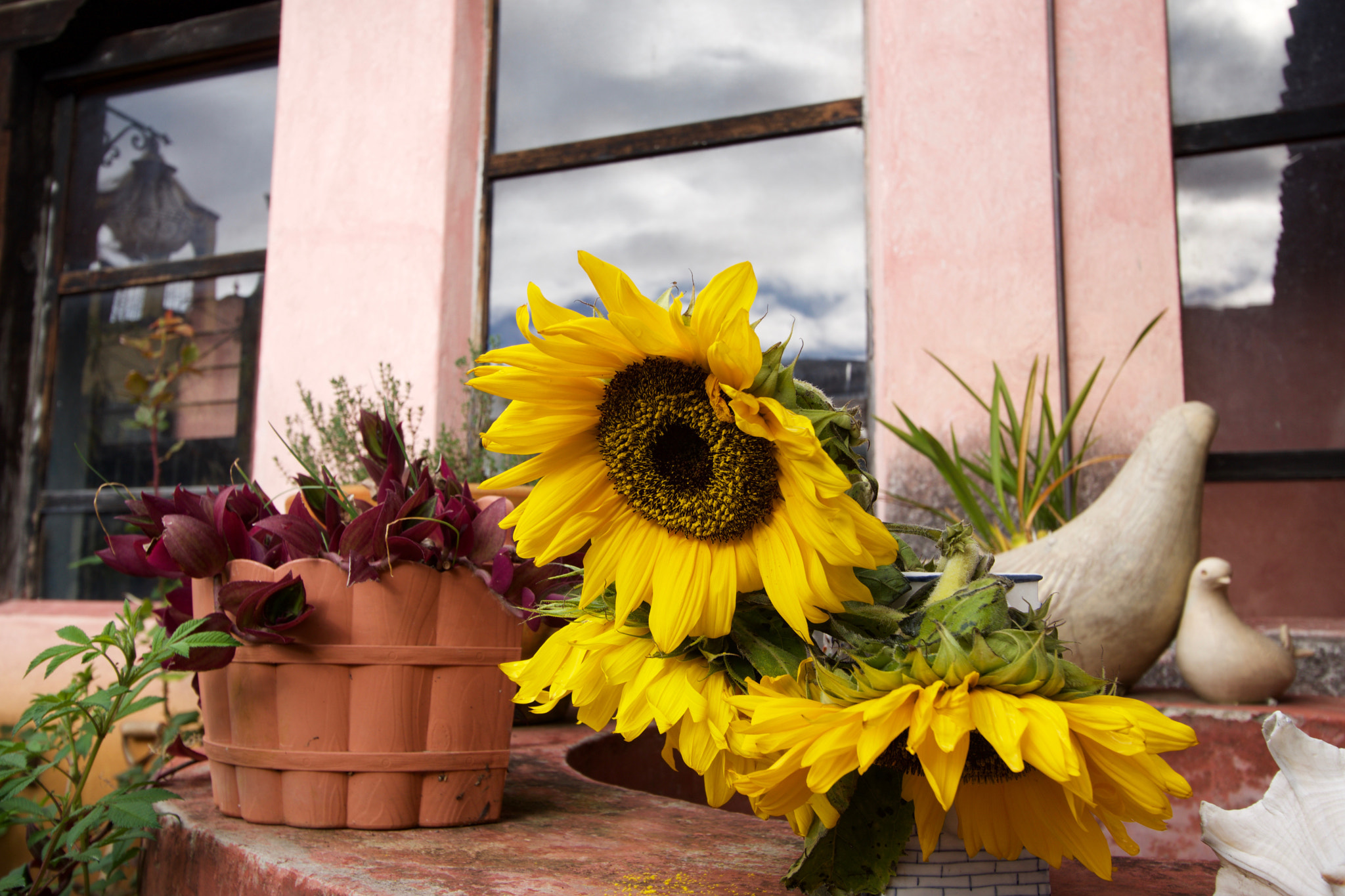 Sony a6000 + Tamron 18-270mm F3.5-6.3 Di II PZD sample photo. Iglesia de ojo de agua garden sunflowers photography