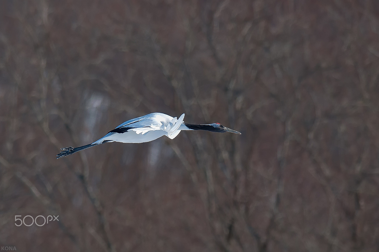 Nikon D3 + Nikon AF-S Nikkor 400mm F2.8G ED VR II sample photo. 30797961340.   tantyou photography