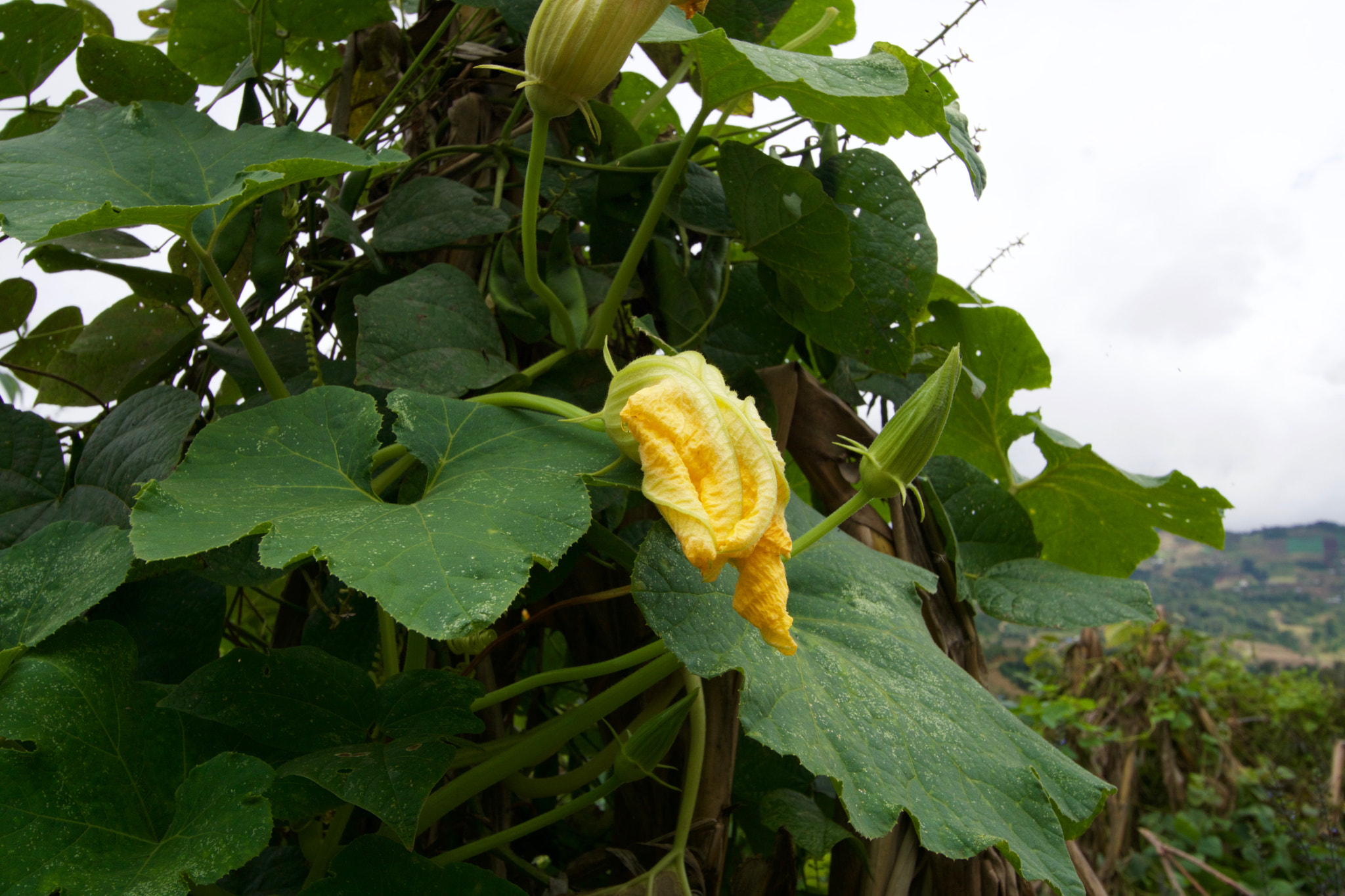 Tamron 18-270mm F3.5-6.3 Di II PZD sample photo. Squash flower photography