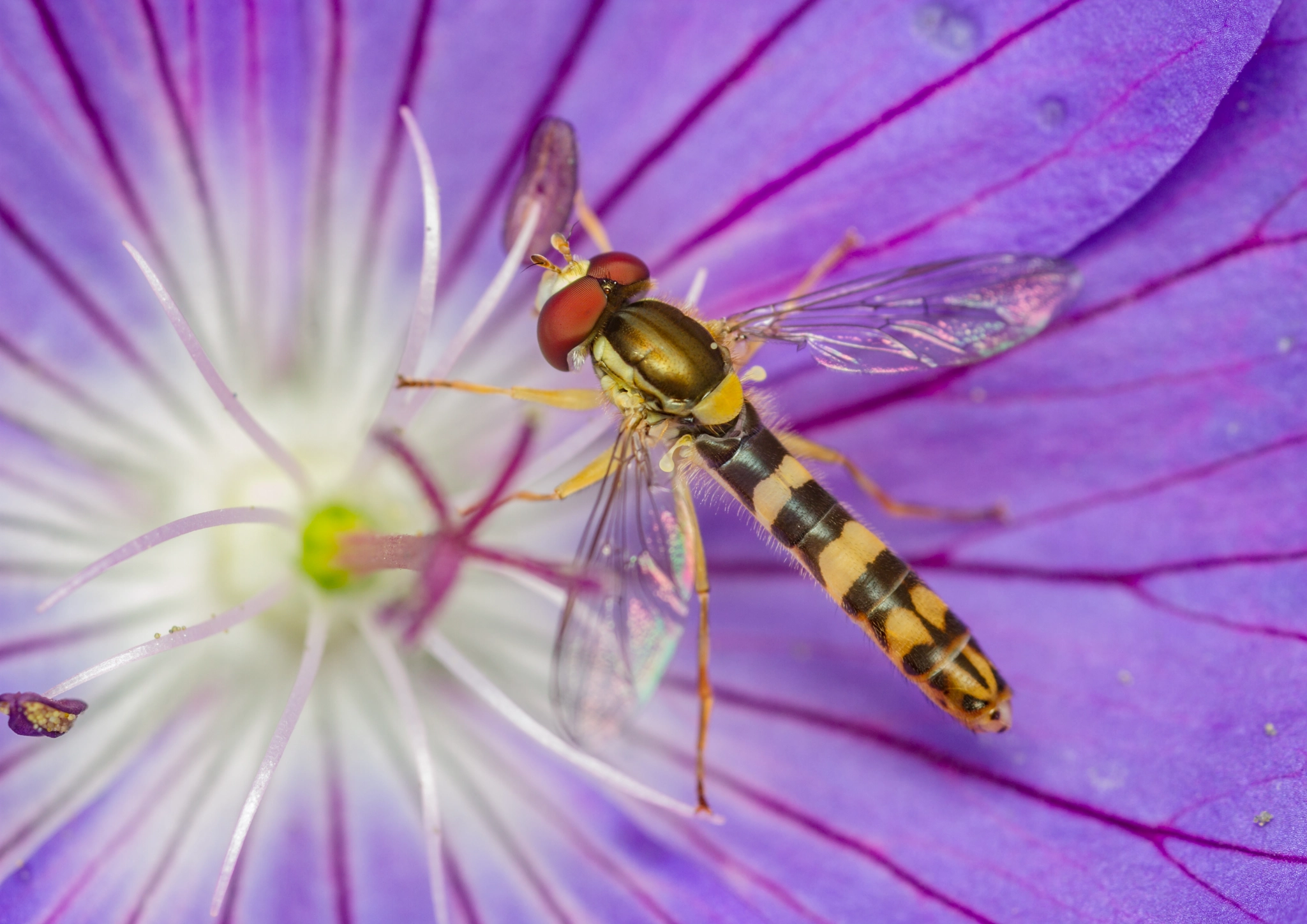 Canon EOS 7D + Canon MP-E 65mm F2.5 1-5x Macro Photo sample photo. Sphaerophoria scripta - male photography