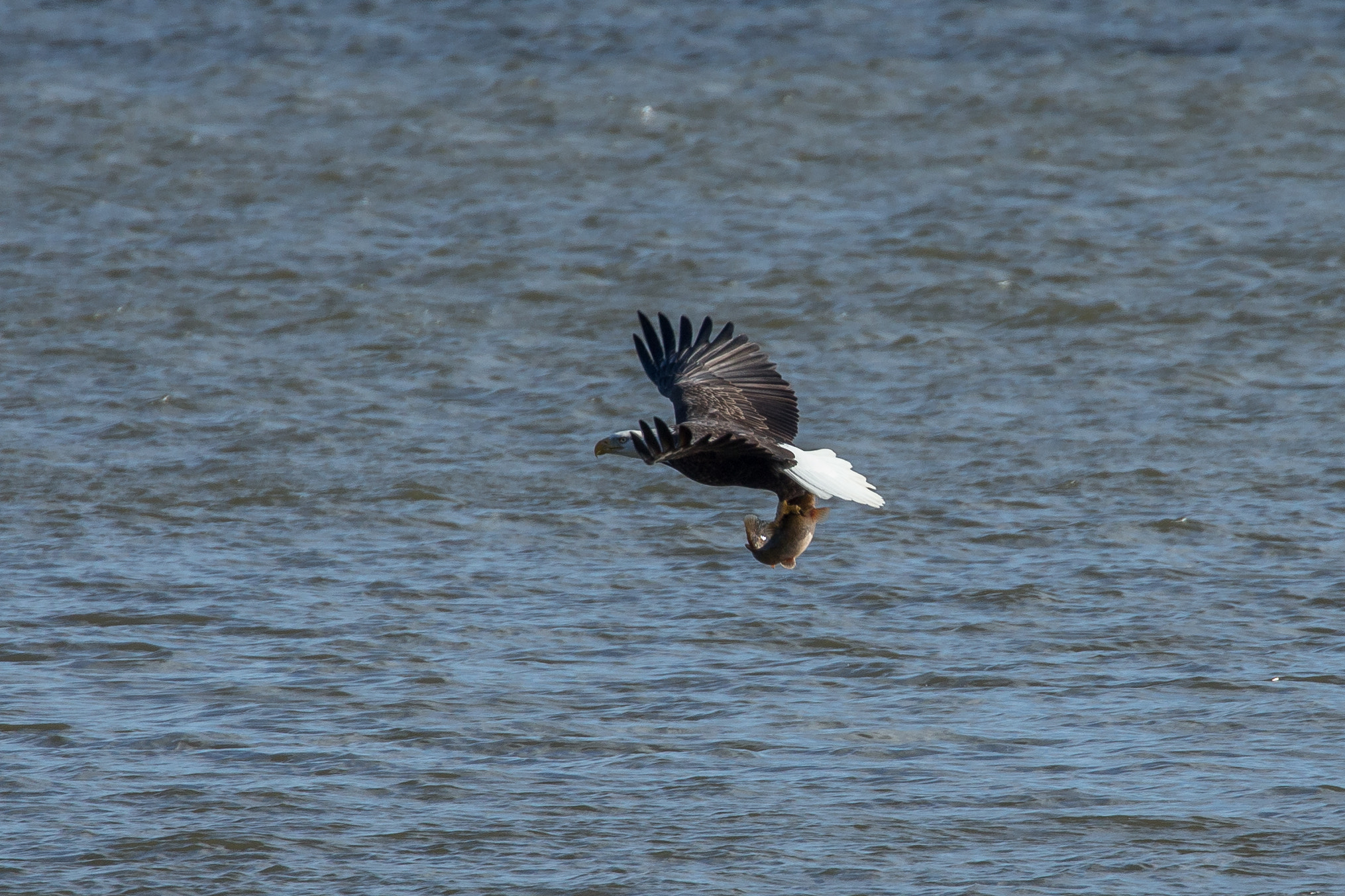 Canon EOS-1D X sample photo. Eagle catching catfish photography
