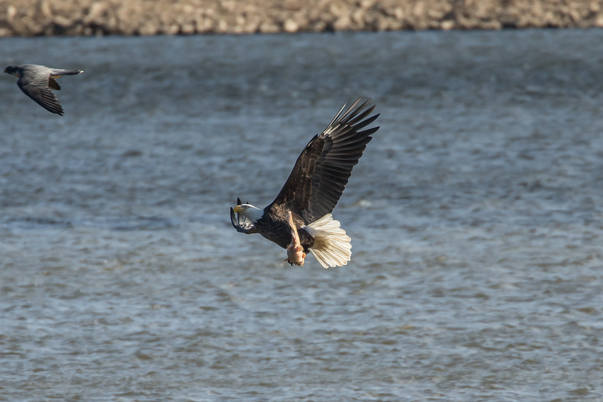 Canon EOS-1D X sample photo. Eagle catching catfish photography