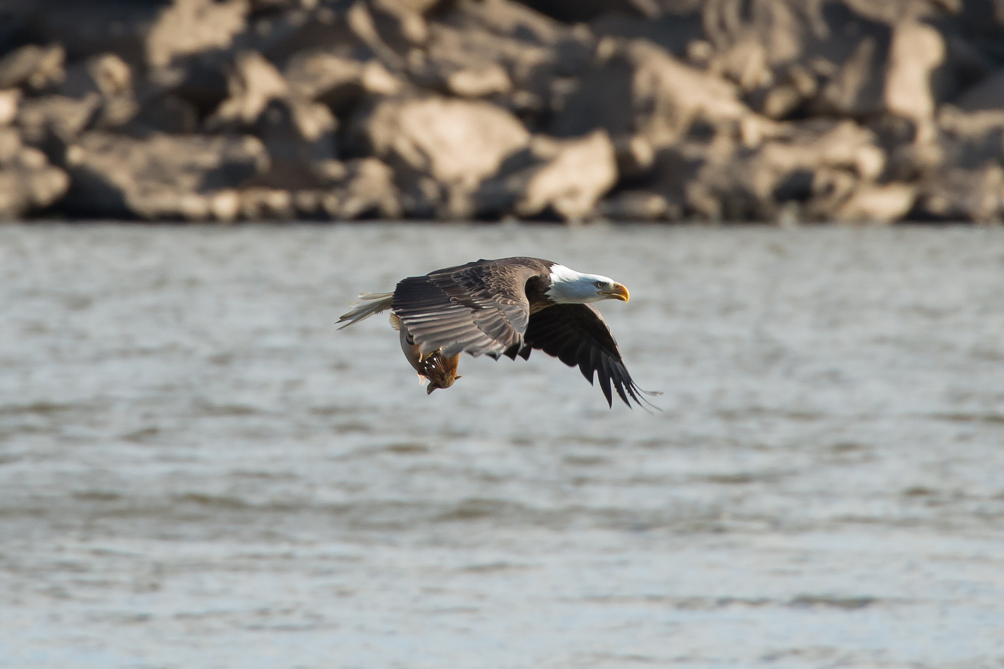 Canon EOS-1D X sample photo. Eagle catching catfish photography