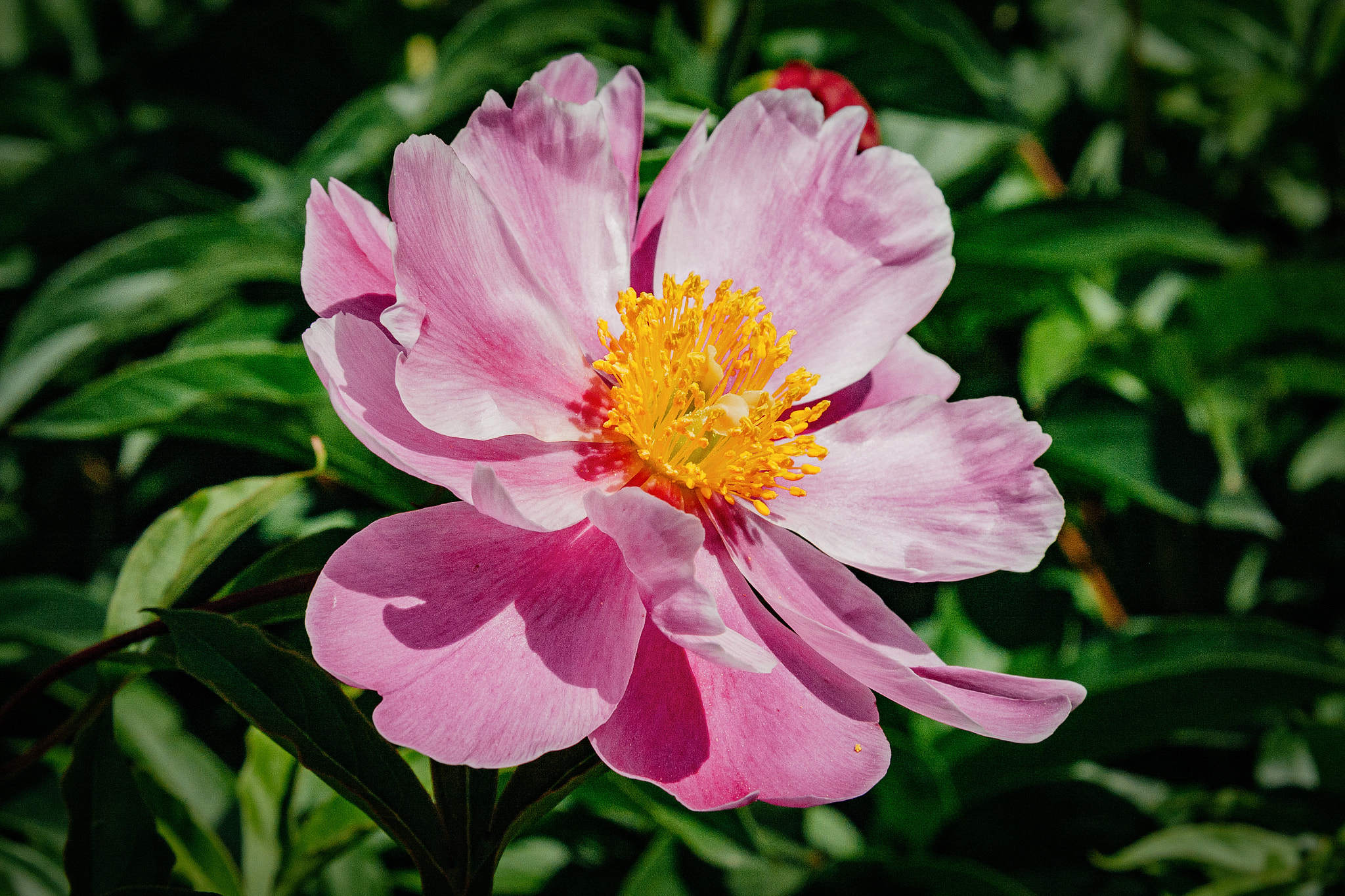 Canon EF-S 18-200mm F3.5-5.6 IS sample photo. Pink flower photography