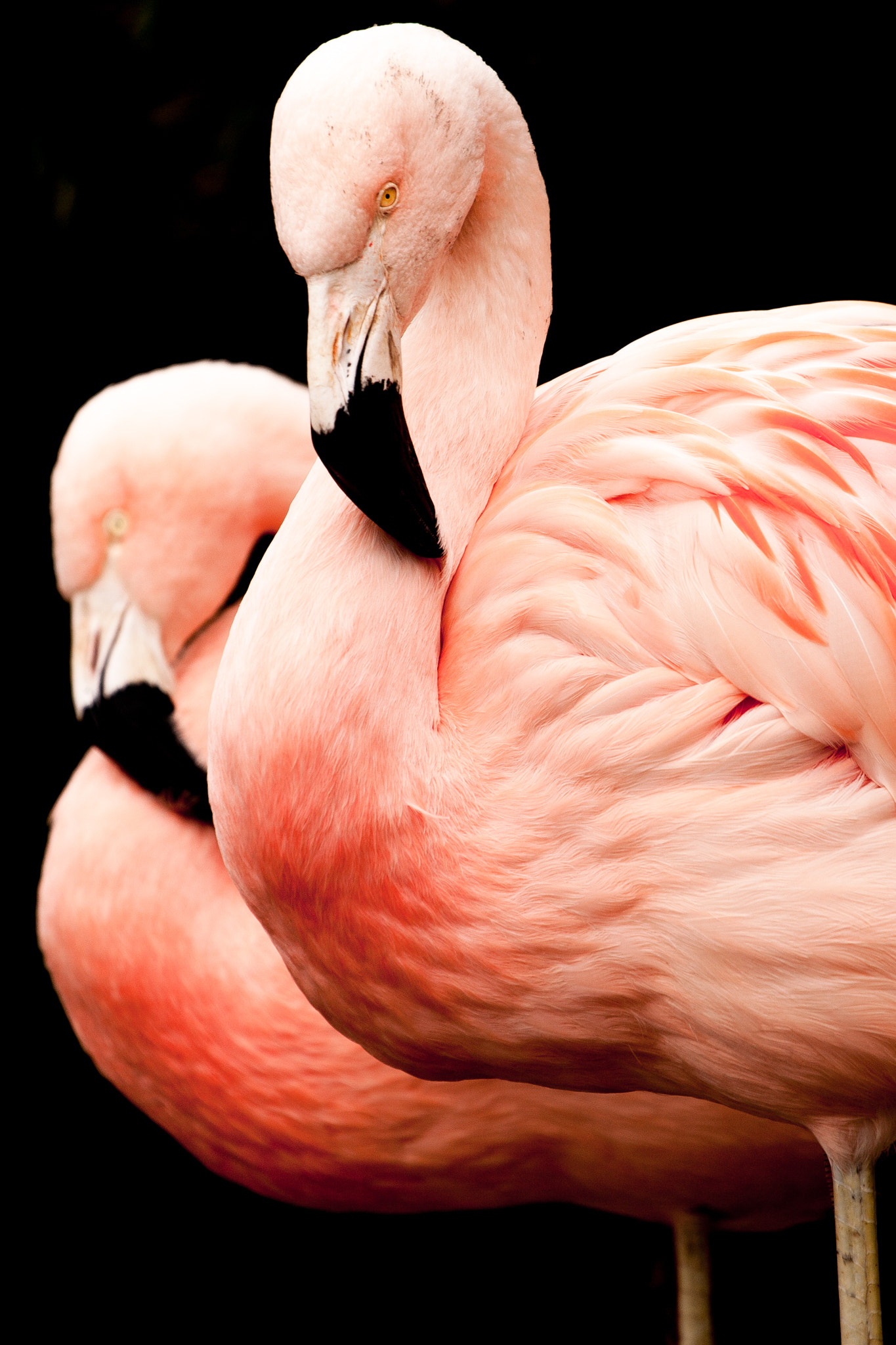 Canon EOS 30D sample photo. Flamingos photography
