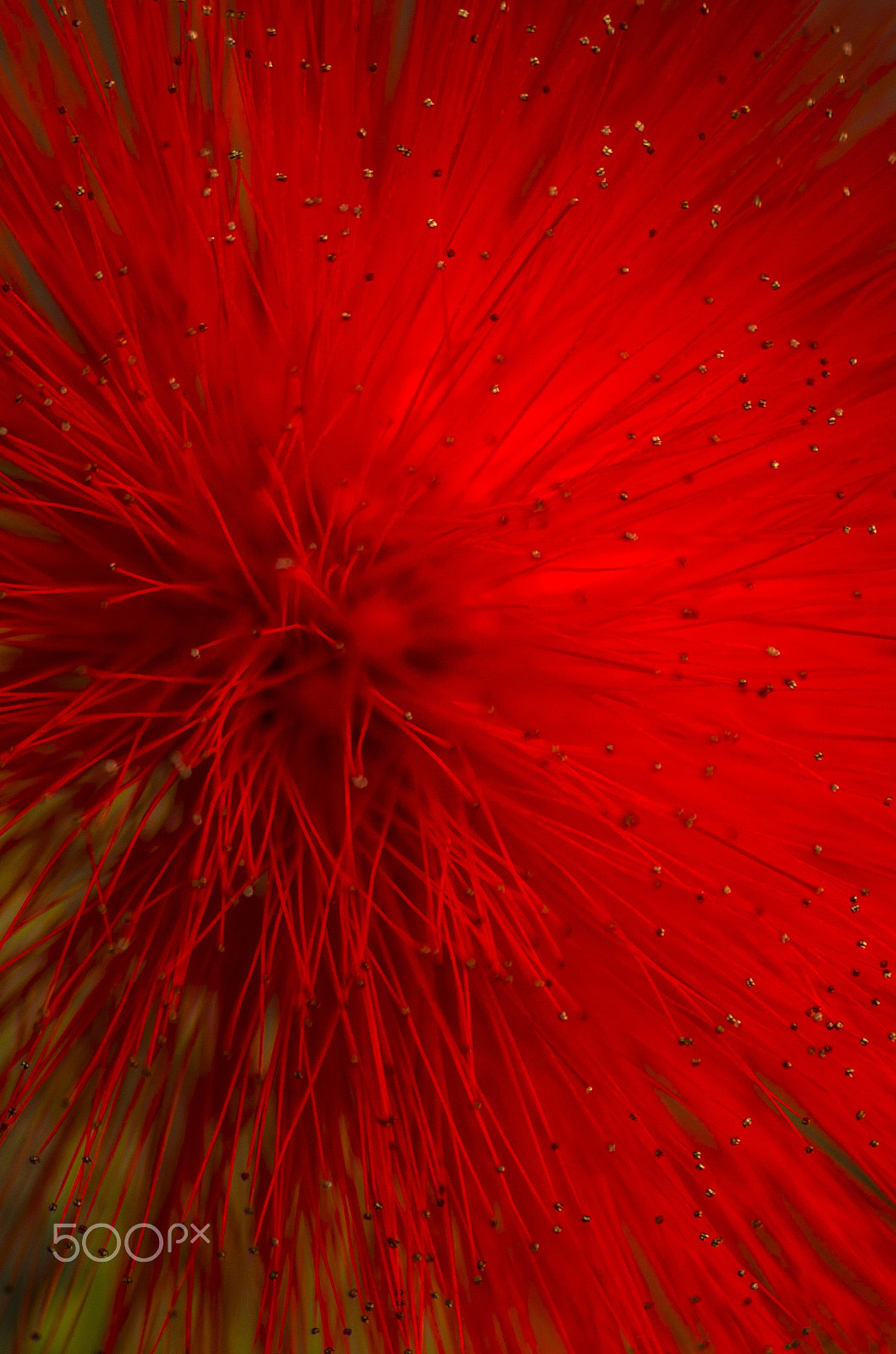 Pentax K-30 + Sigma sample photo. Vegetal fireworks photography