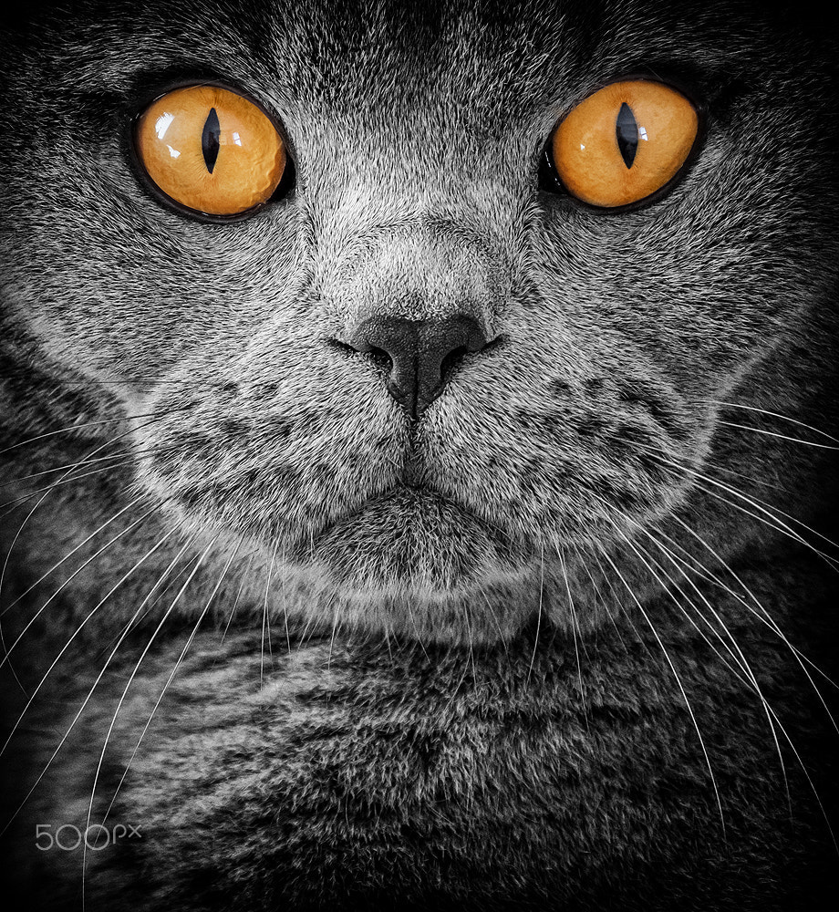 XF100-400mmF4.5-5.6 R LM OIS WR + 1.4x sample photo. The cat photography