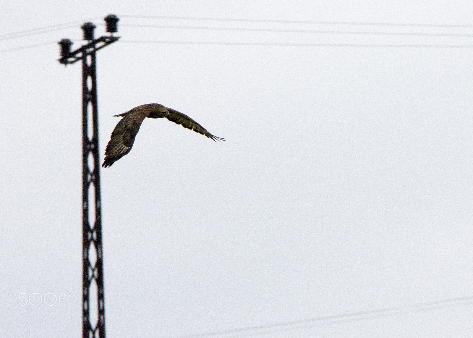 Tamron SP 150-600mm F5-6.3 Di VC USD sample photo. Hawk photography