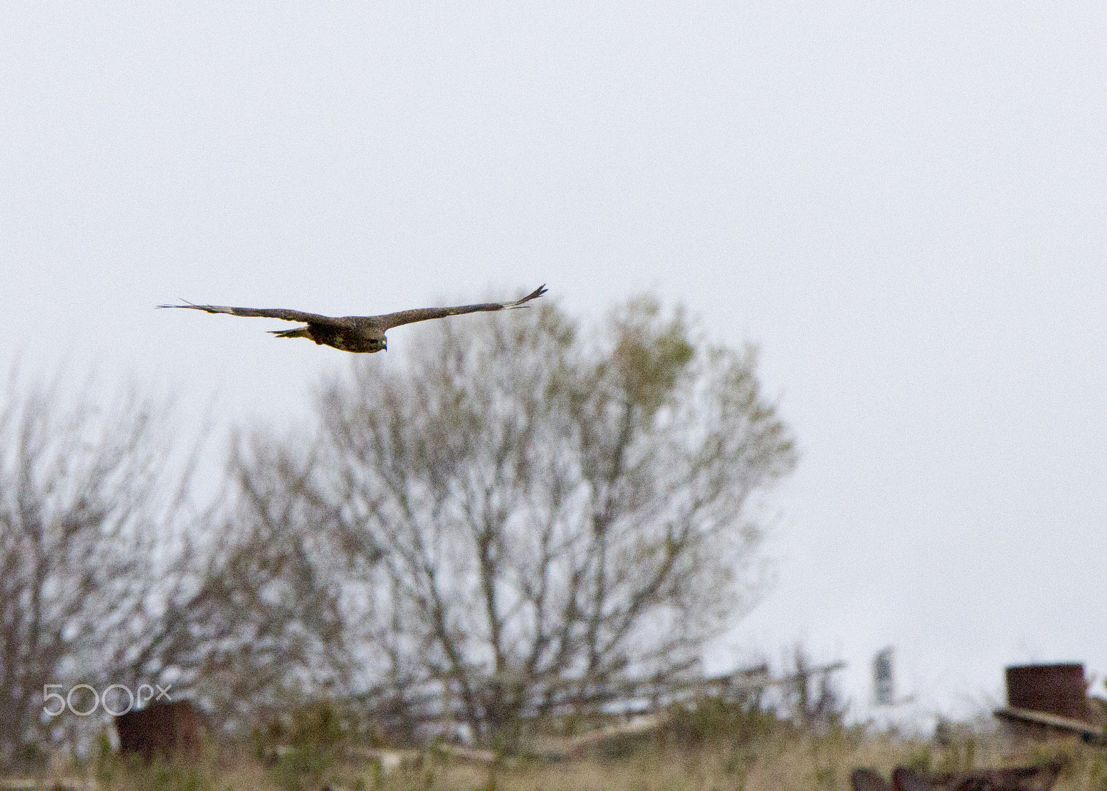 Tamron SP 150-600mm F5-6.3 Di VC USD sample photo. Hawk photography