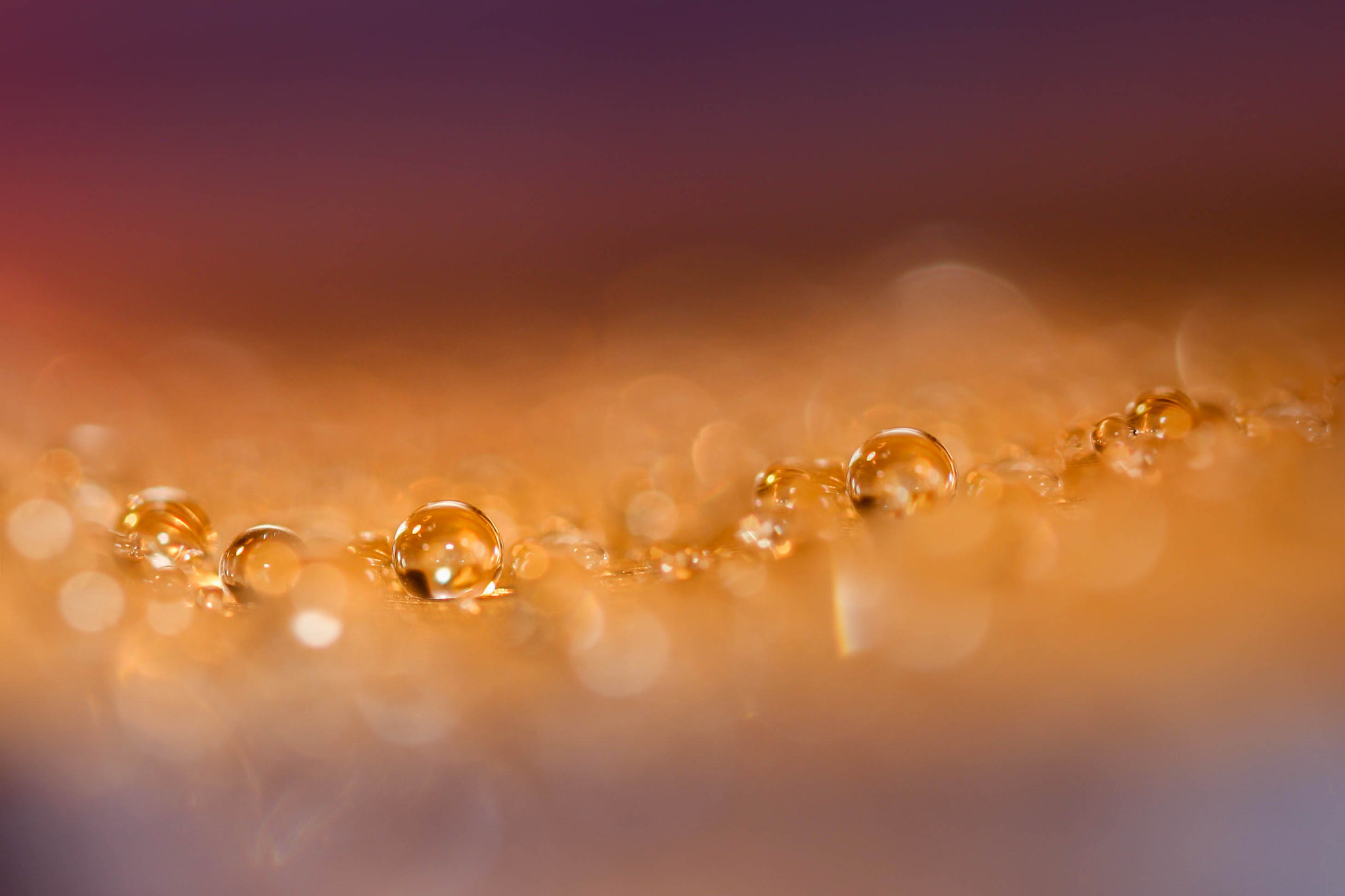 Canon EF 100mm F2.8L Macro IS USM sample photo. Drops photography