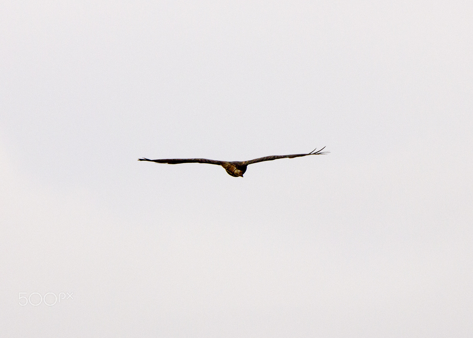 Tamron SP 150-600mm F5-6.3 Di VC USD sample photo. Hawk photography