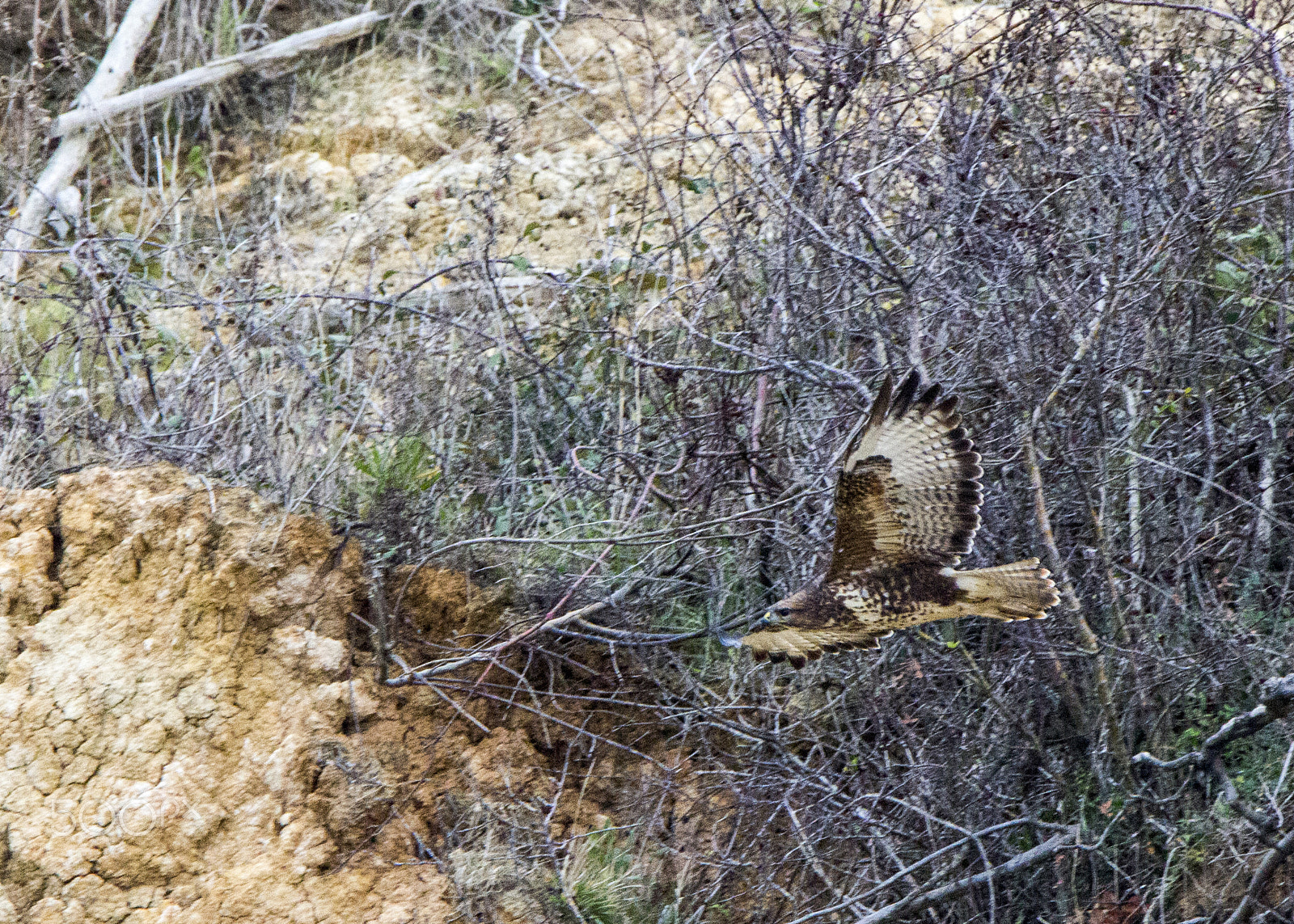 Tamron SP 150-600mm F5-6.3 Di VC USD sample photo. Hawk photography