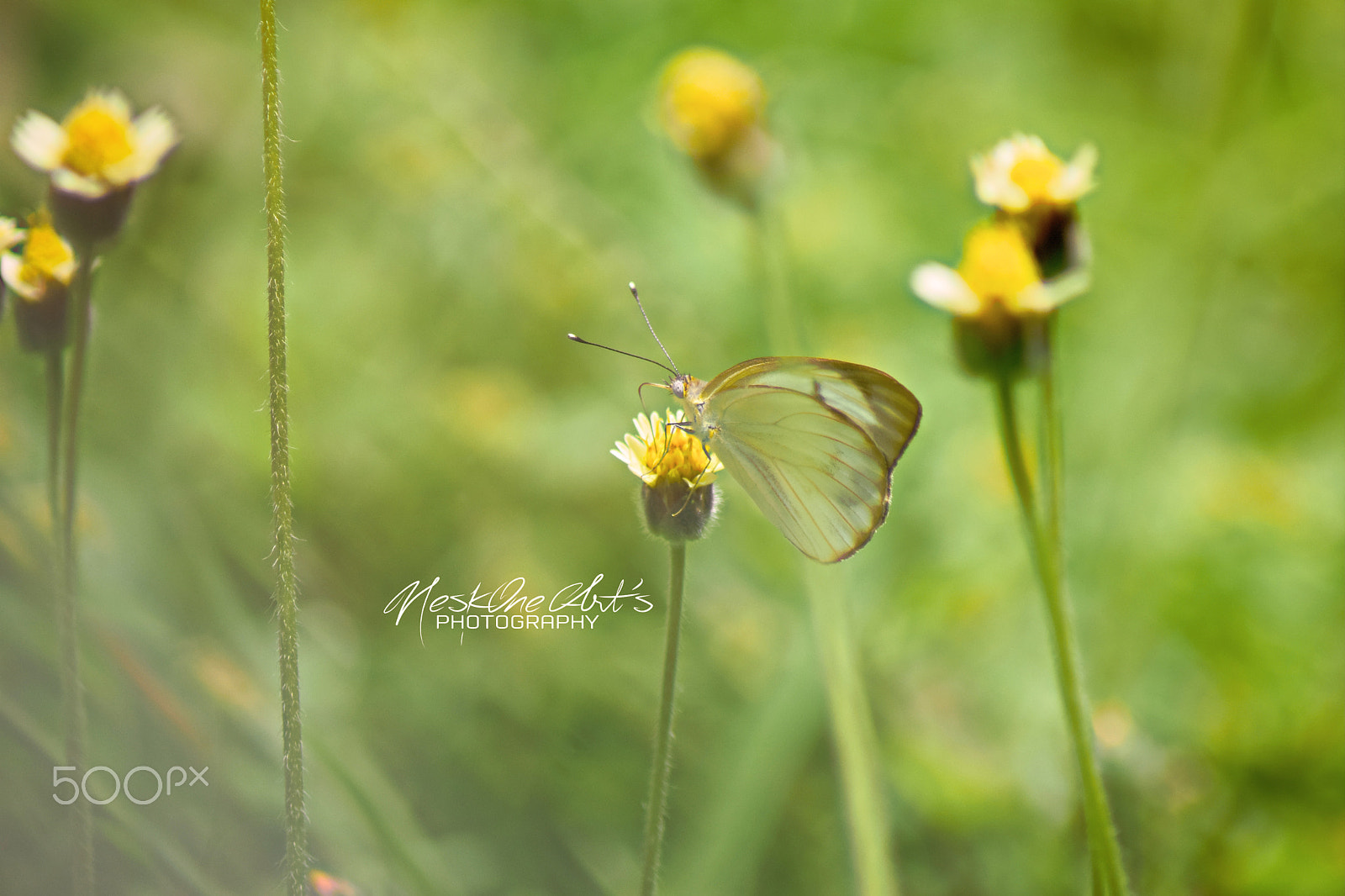 Nikon D5300 sample photo. The standing butterfly photography