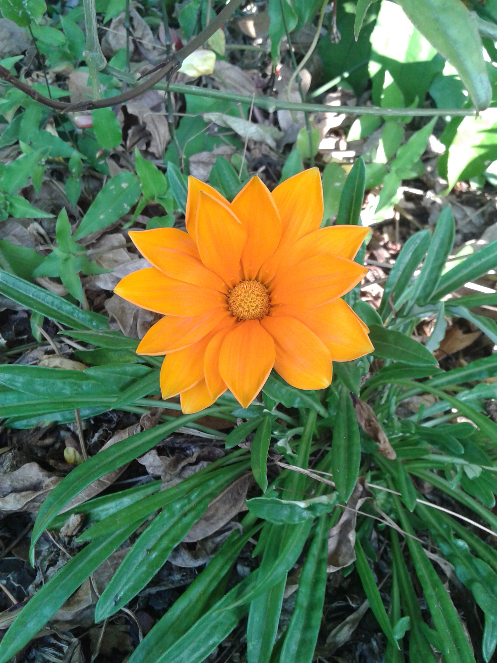 Samsung Galaxy Grand Neo sample photo. Orange! photography