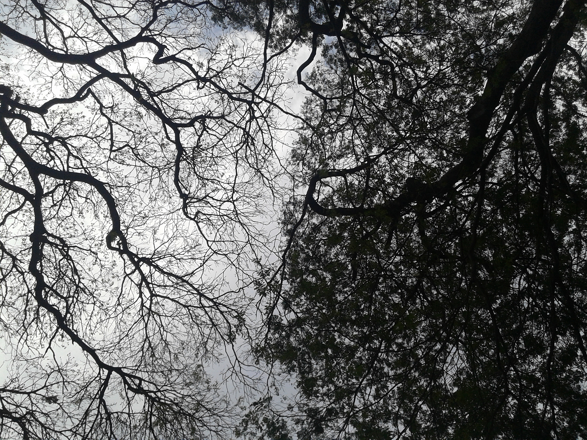 Samsung Galaxy Grand Neo sample photo. Hello trees! hello. photography