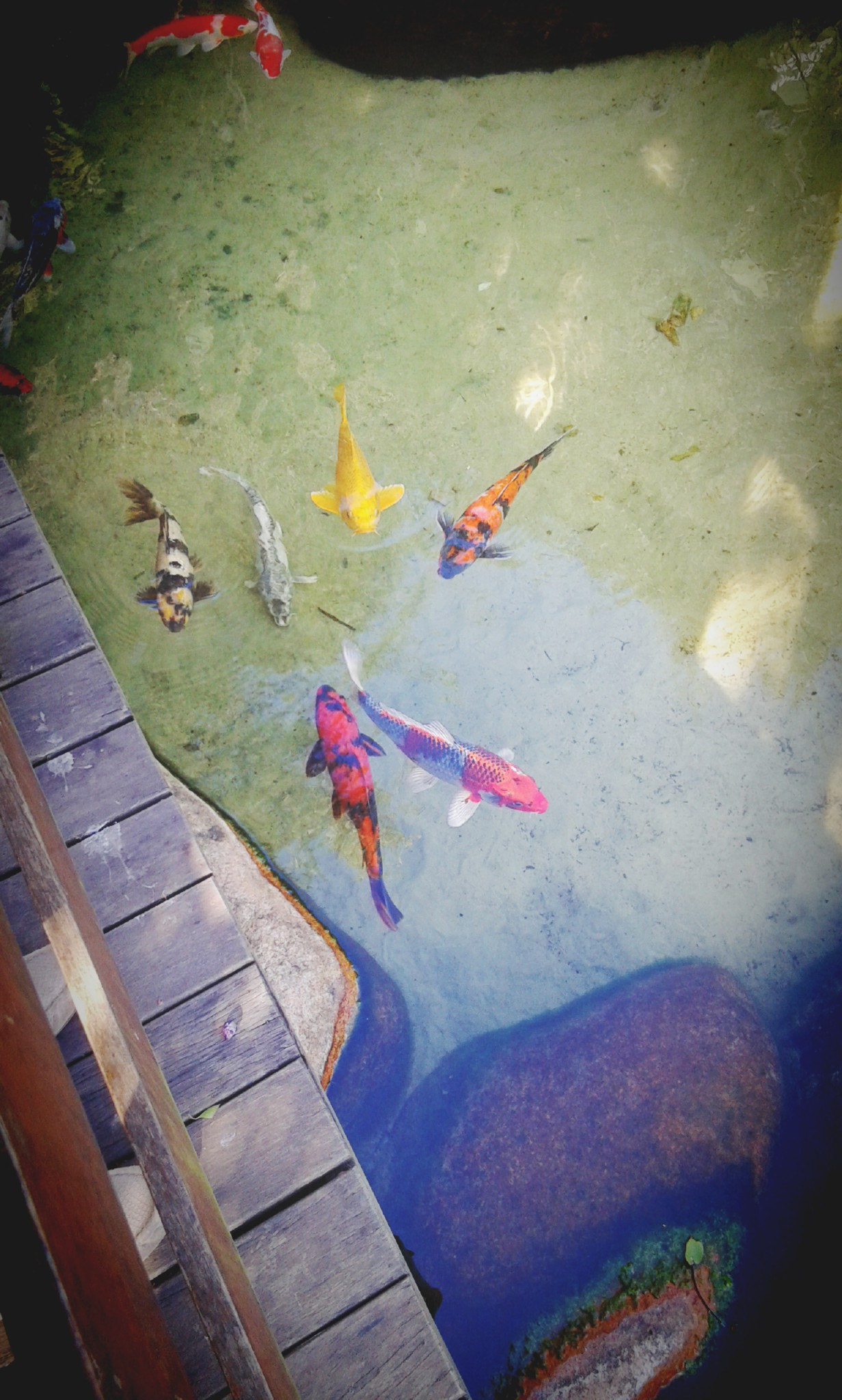 Samsung Galaxy Grand Neo sample photo. Fishs! photography
